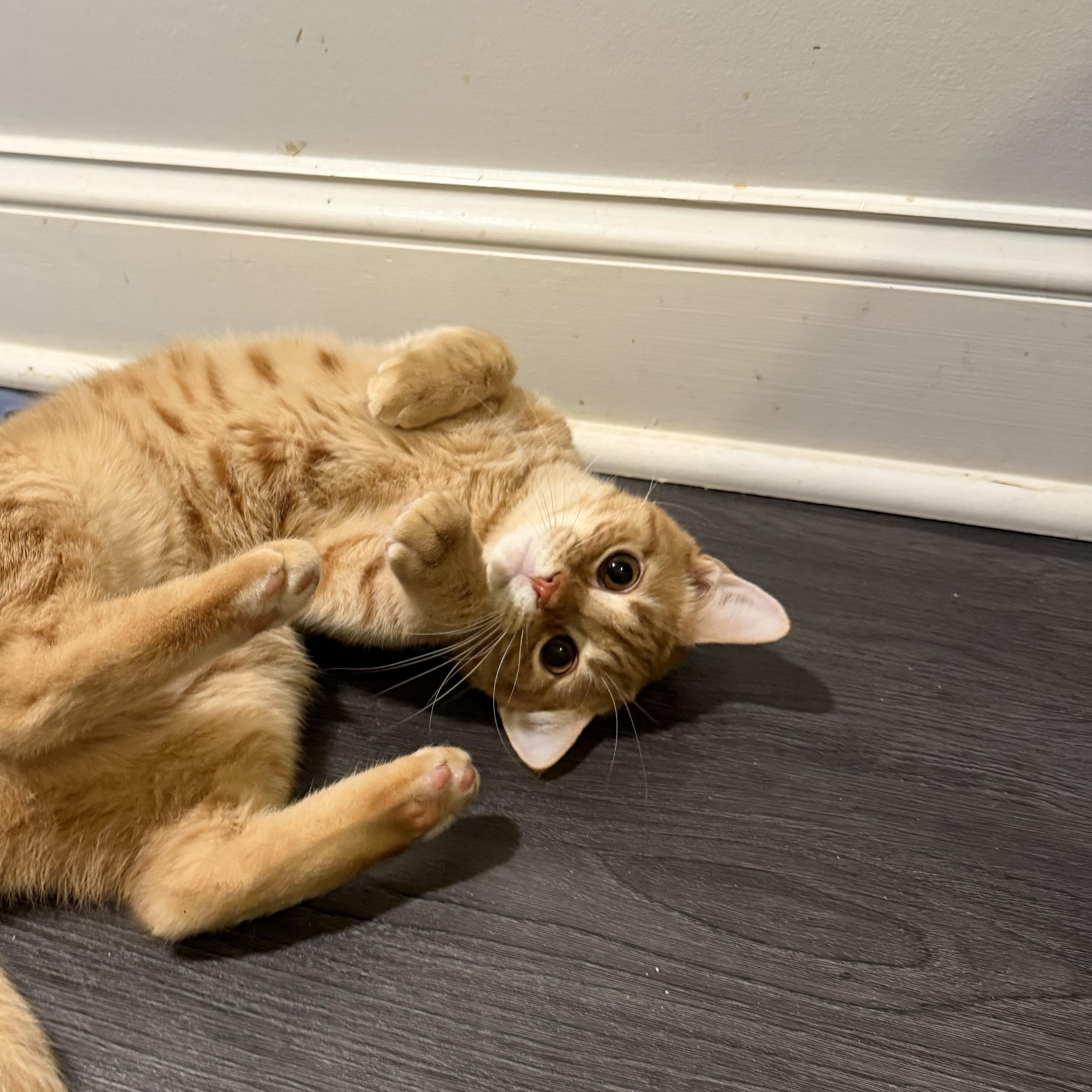 Enlarge RUDY, a Adoptable Domestic Short Hair in Hamilton, NJ image 3/5