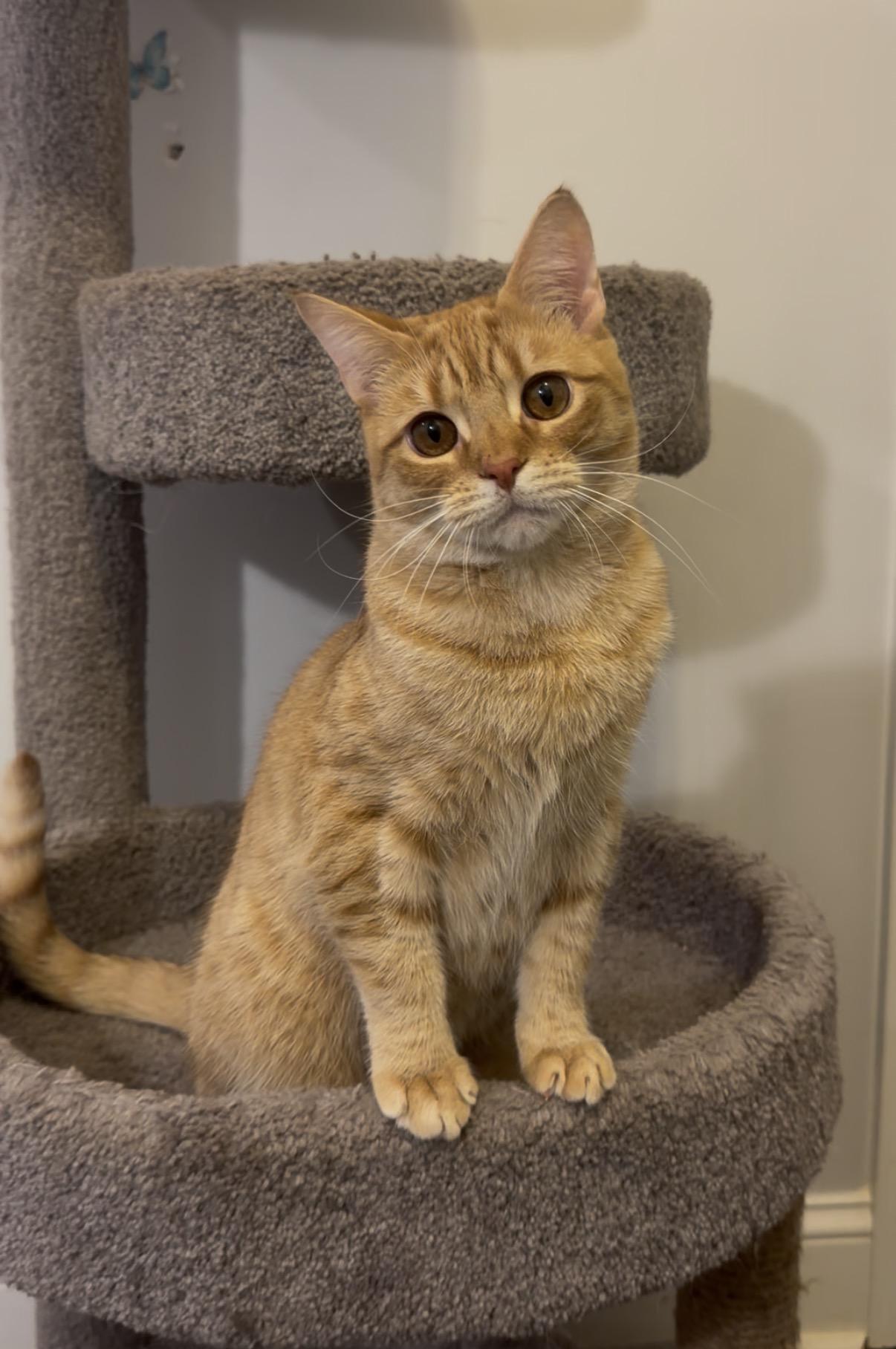 Enlarge RUDY (& LOUIS), a Adoptable Domestic Short Hair in Hamilton, NJ image 1/6