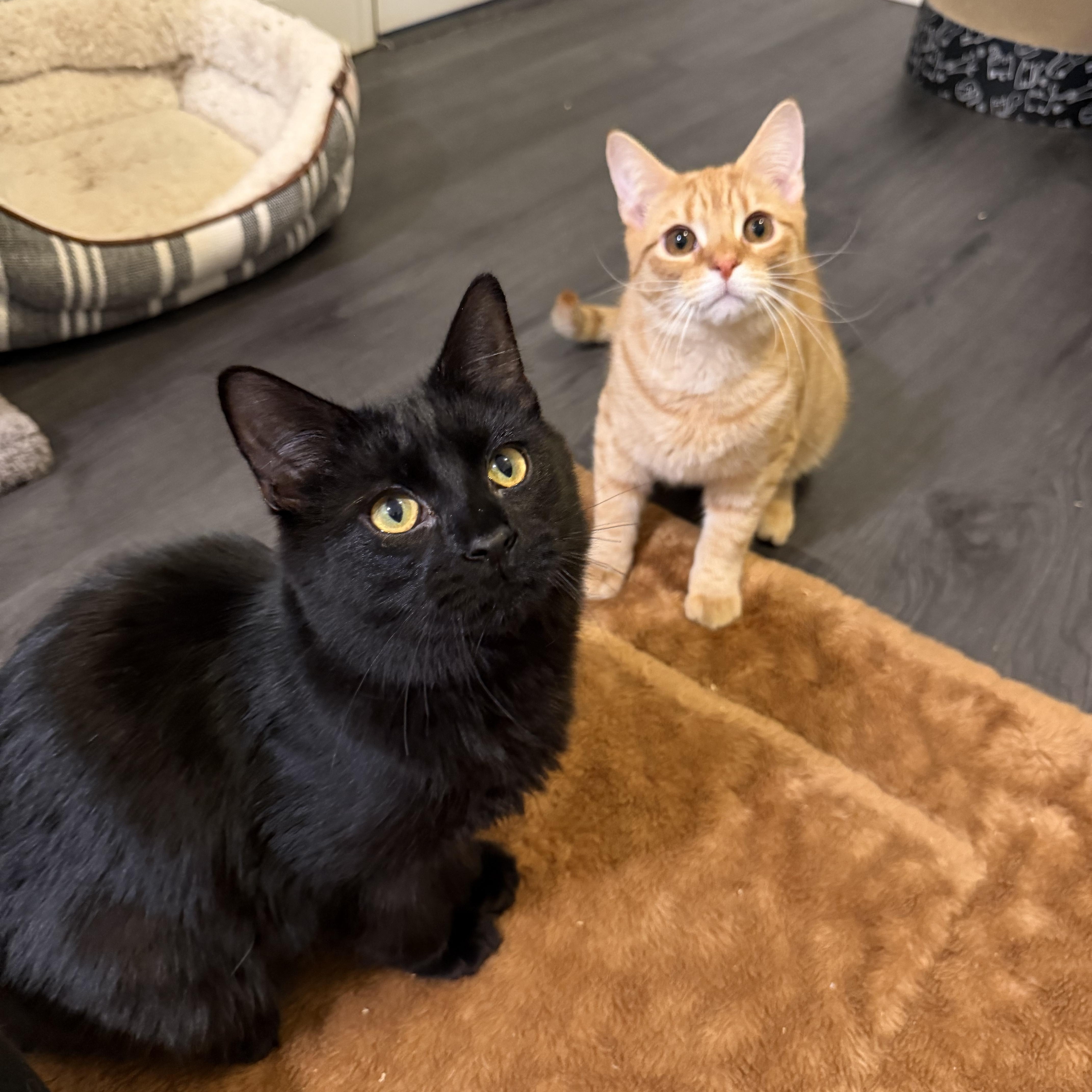 Enlarge RUDY, a Adoptable Domestic Short Hair in Hamilton, NJ image 2/5