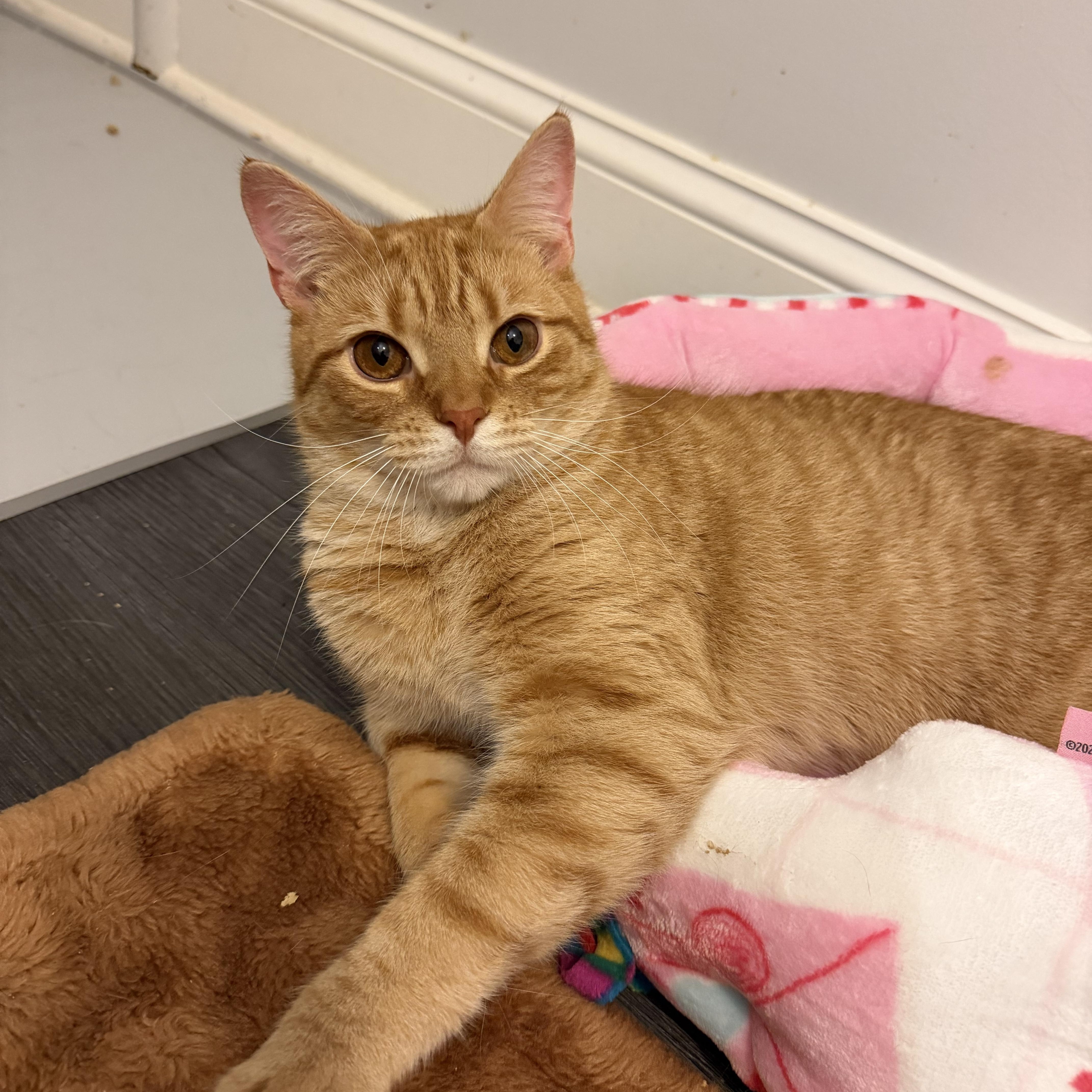RUDY aka RUDY - Adoptable Pet | Petfinder | Petfinder