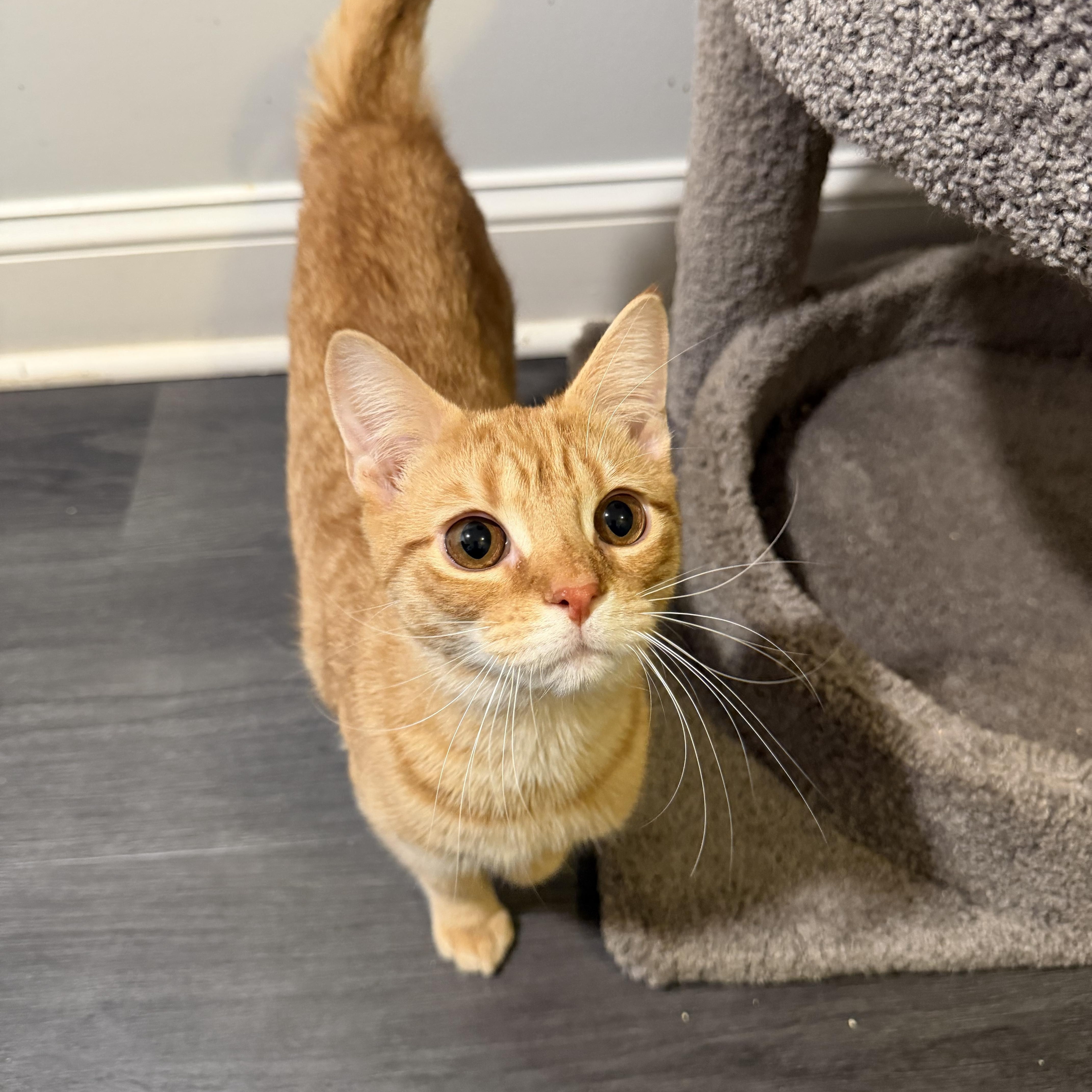 Enlarge RUDY, a Adoptable Domestic Short Hair in Hamilton, NJ image 5/5