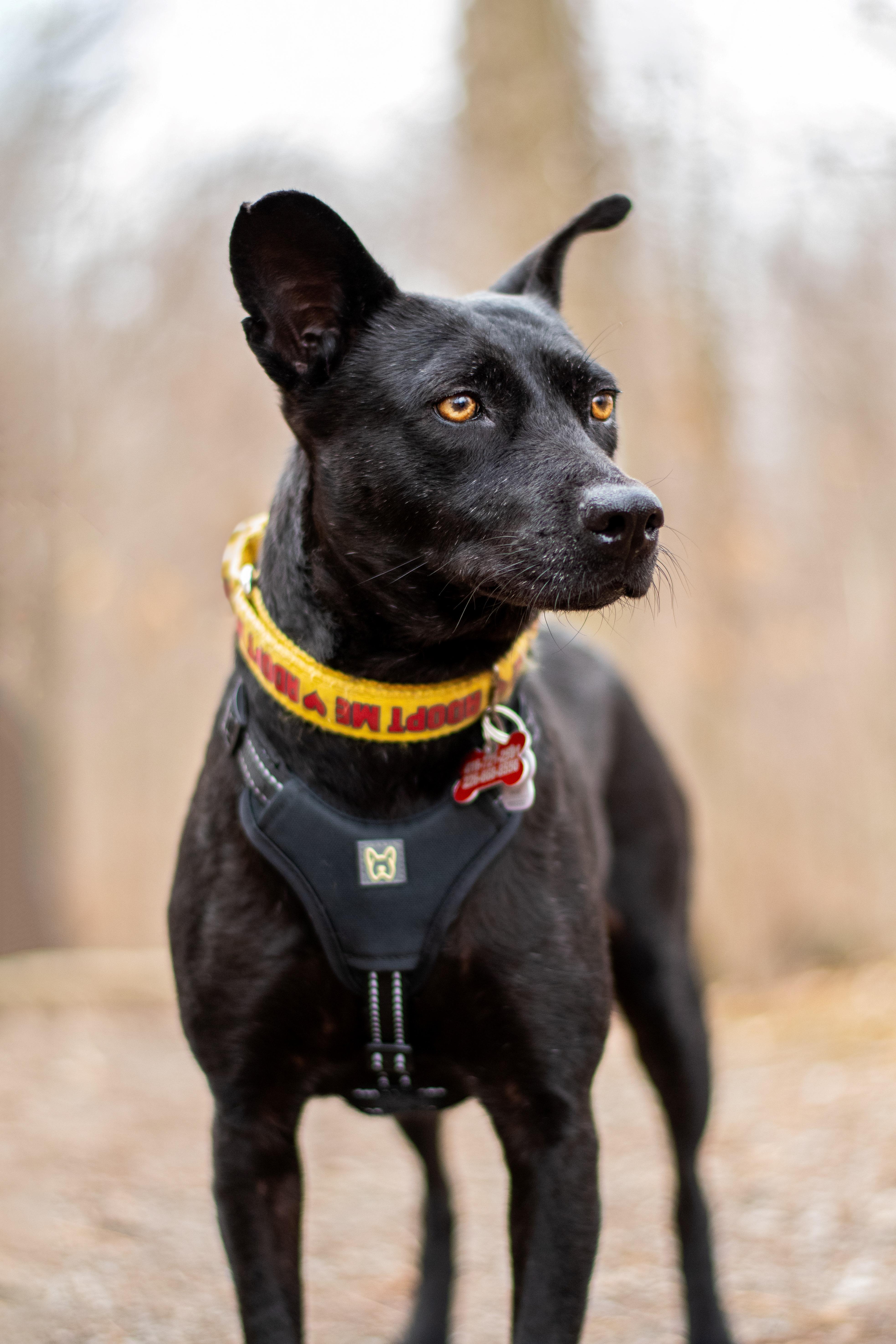 Enlarge Chapita, a Adoptable mixed breed in Mississauga, ON image 5/6