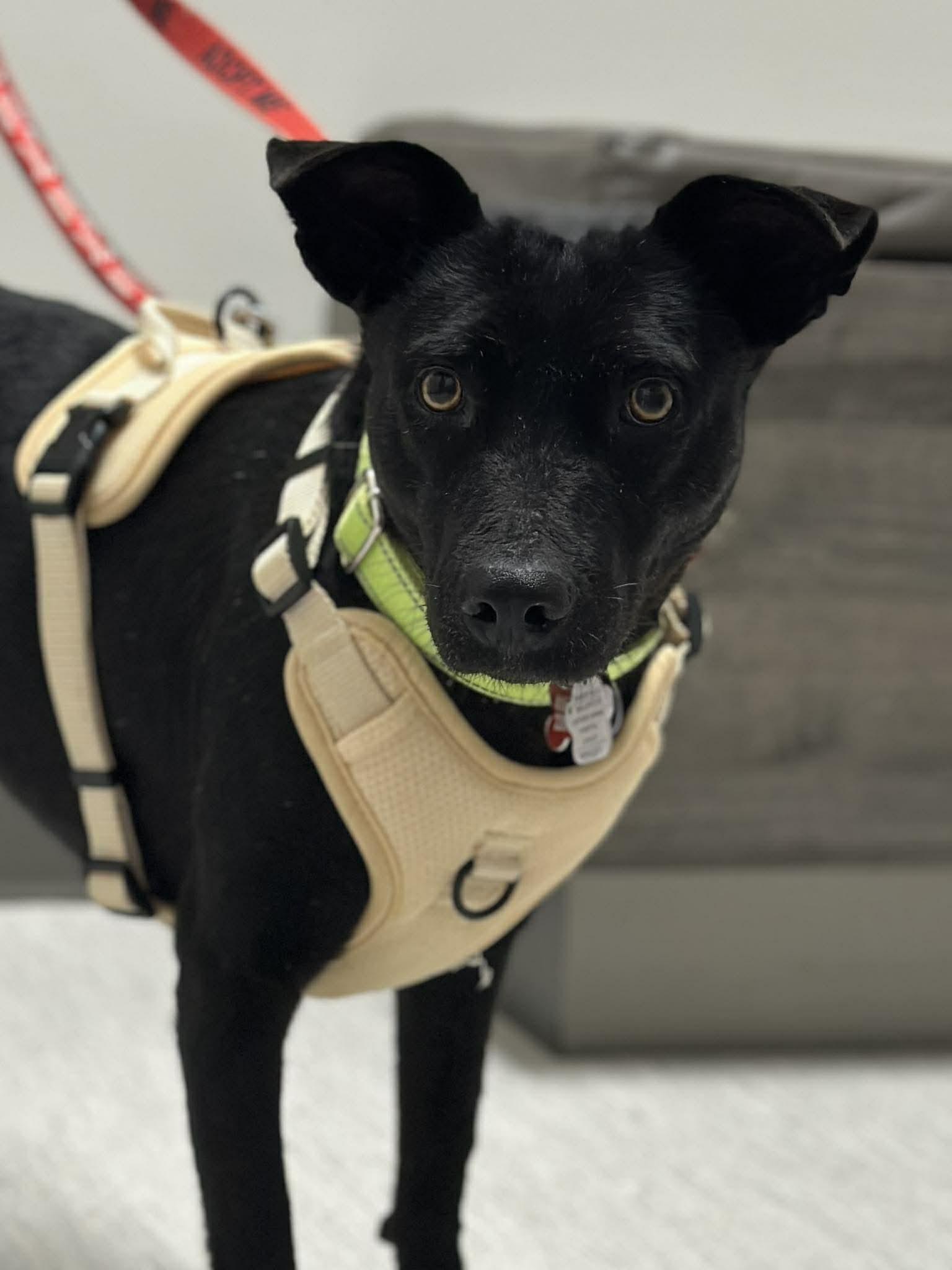 Enlarge Chapita, a Adoptable mixed breed in Mississauga, ON image 1/6