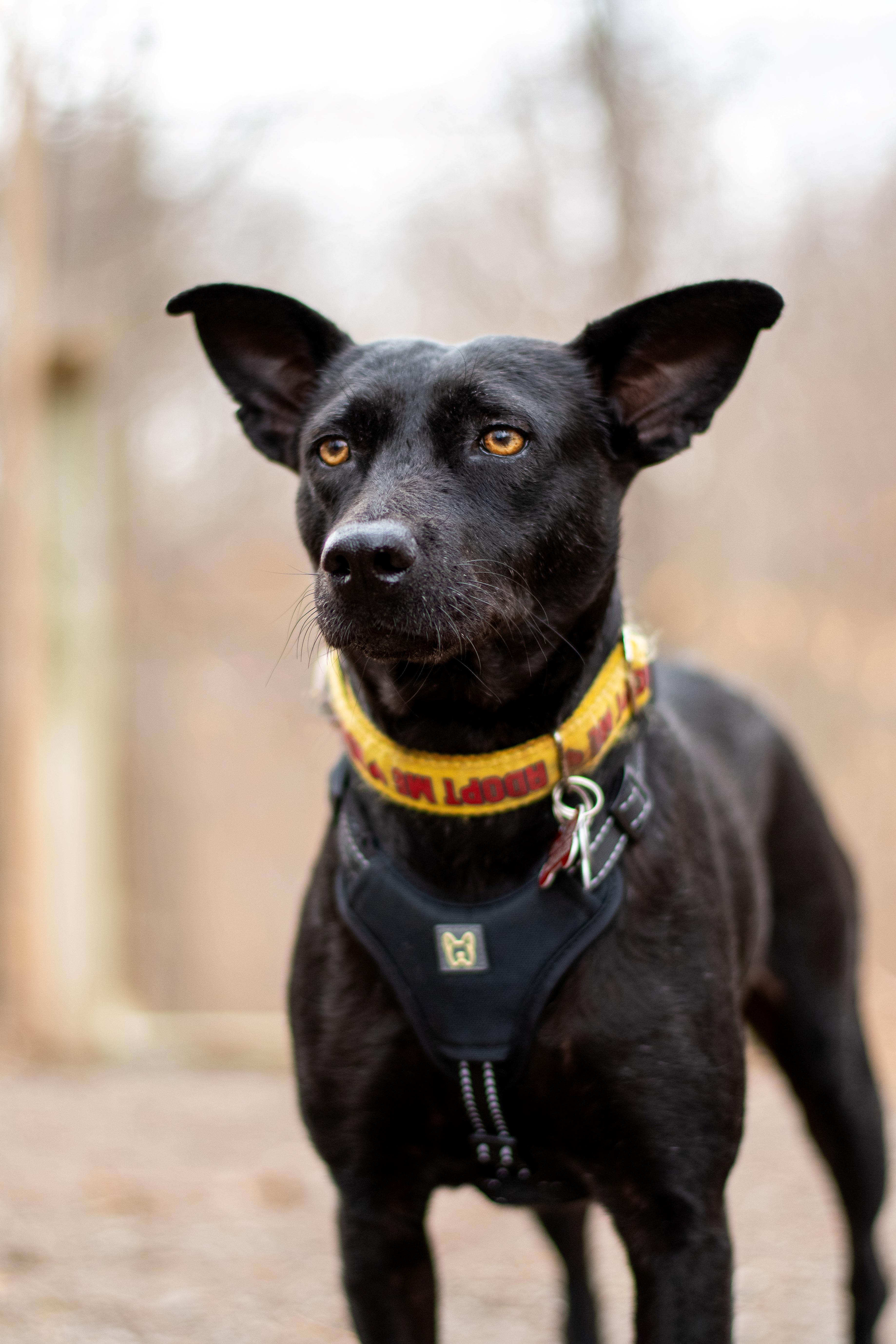 Enlarge Chapita, a Adoptable mixed breed in Mississauga, ON image 3/6