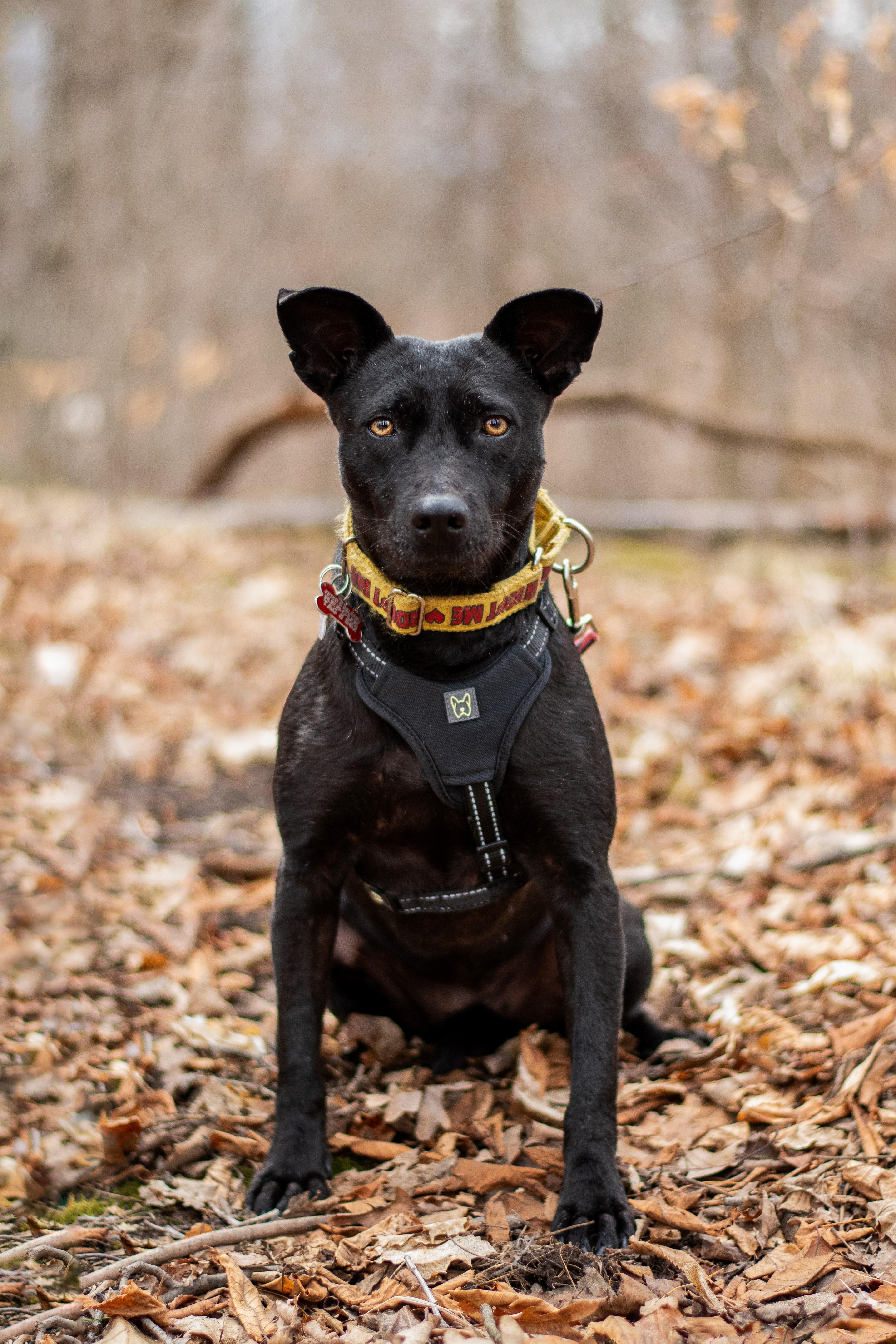 Enlarge Chapita, a Adoptable mixed breed in Mississauga, ON image 4/6