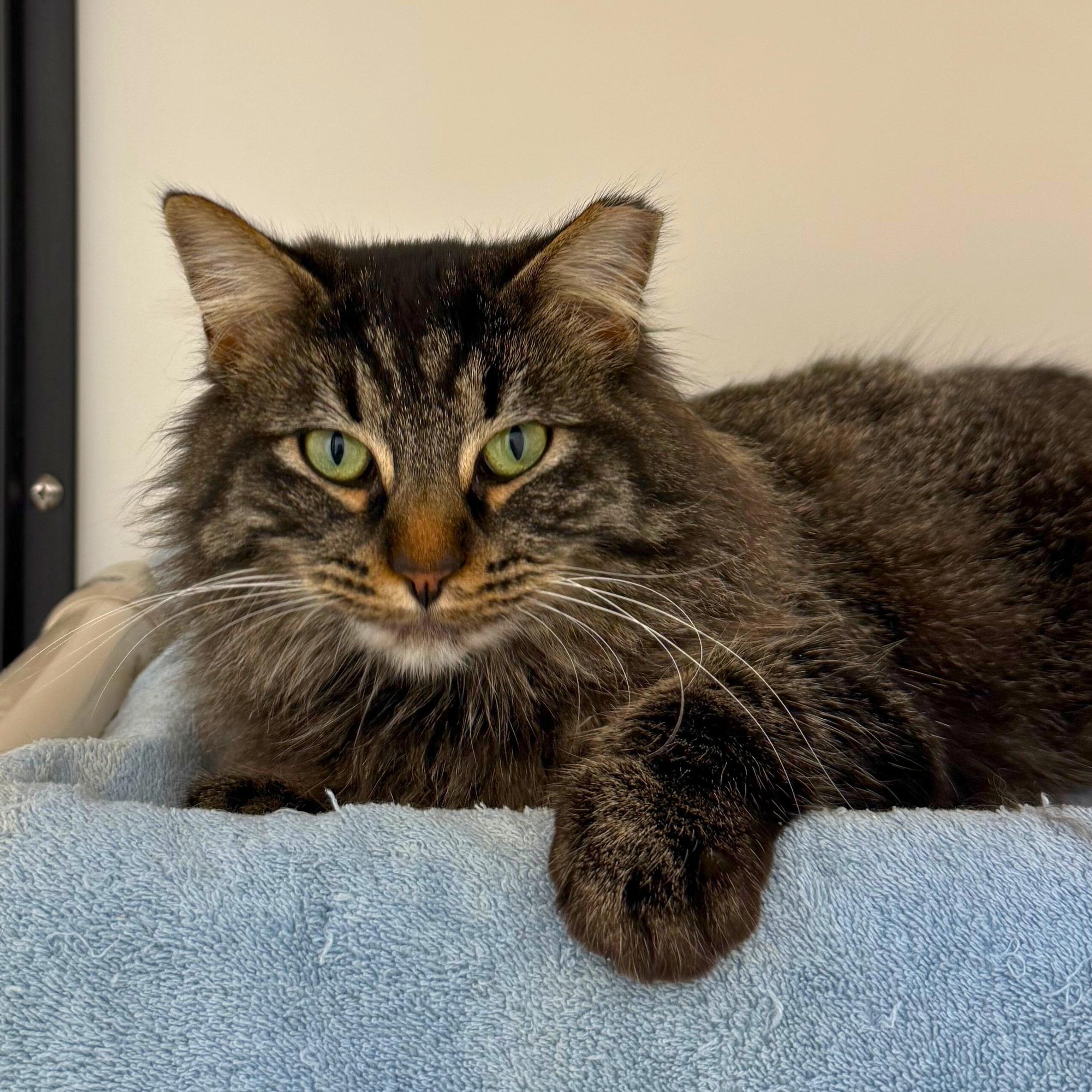 Olive, Adoptable, Young Female Domestic Medium Hair.