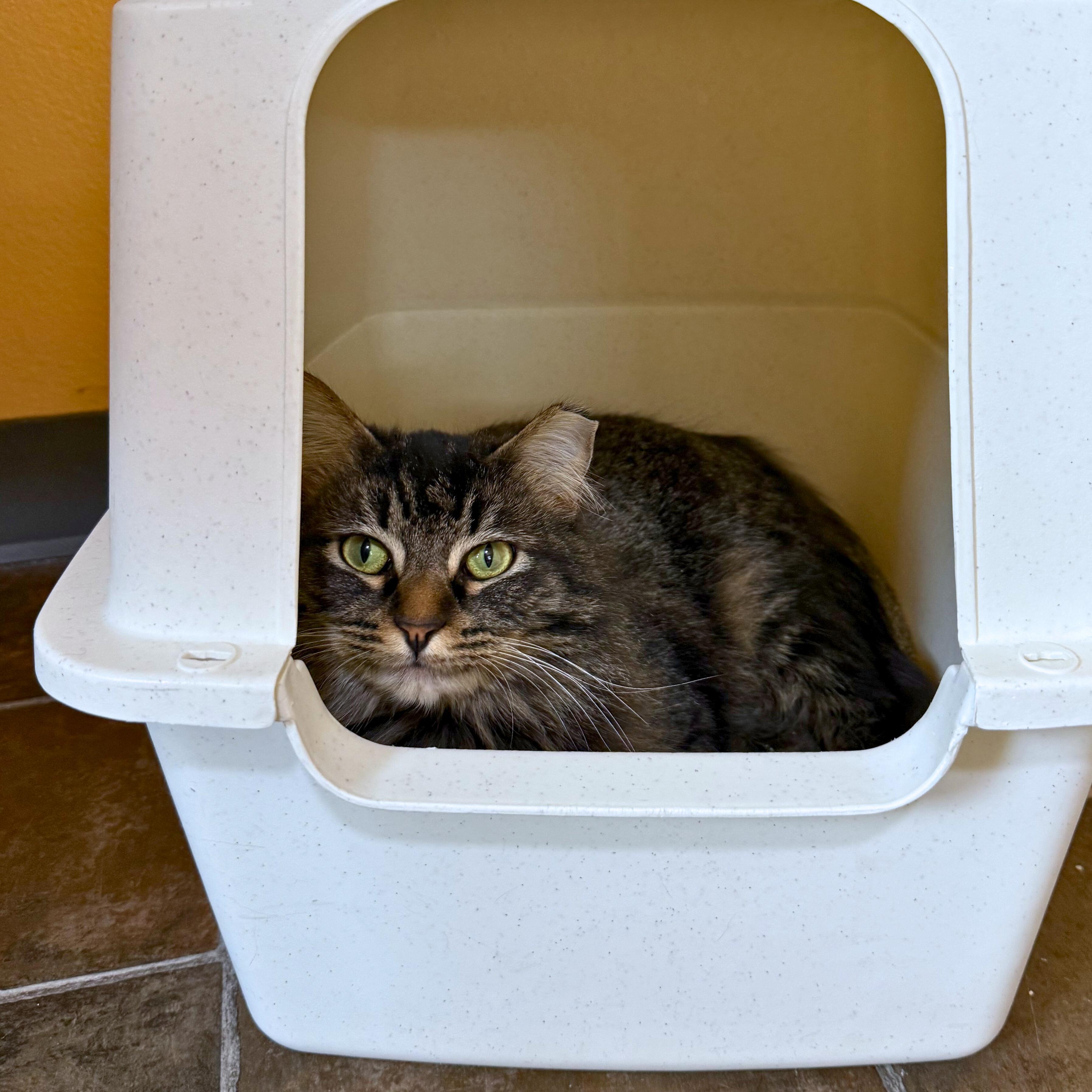 Enlarge Olive, a Adoptable Domestic Medium Hair in Ridgway, CO image 5/6