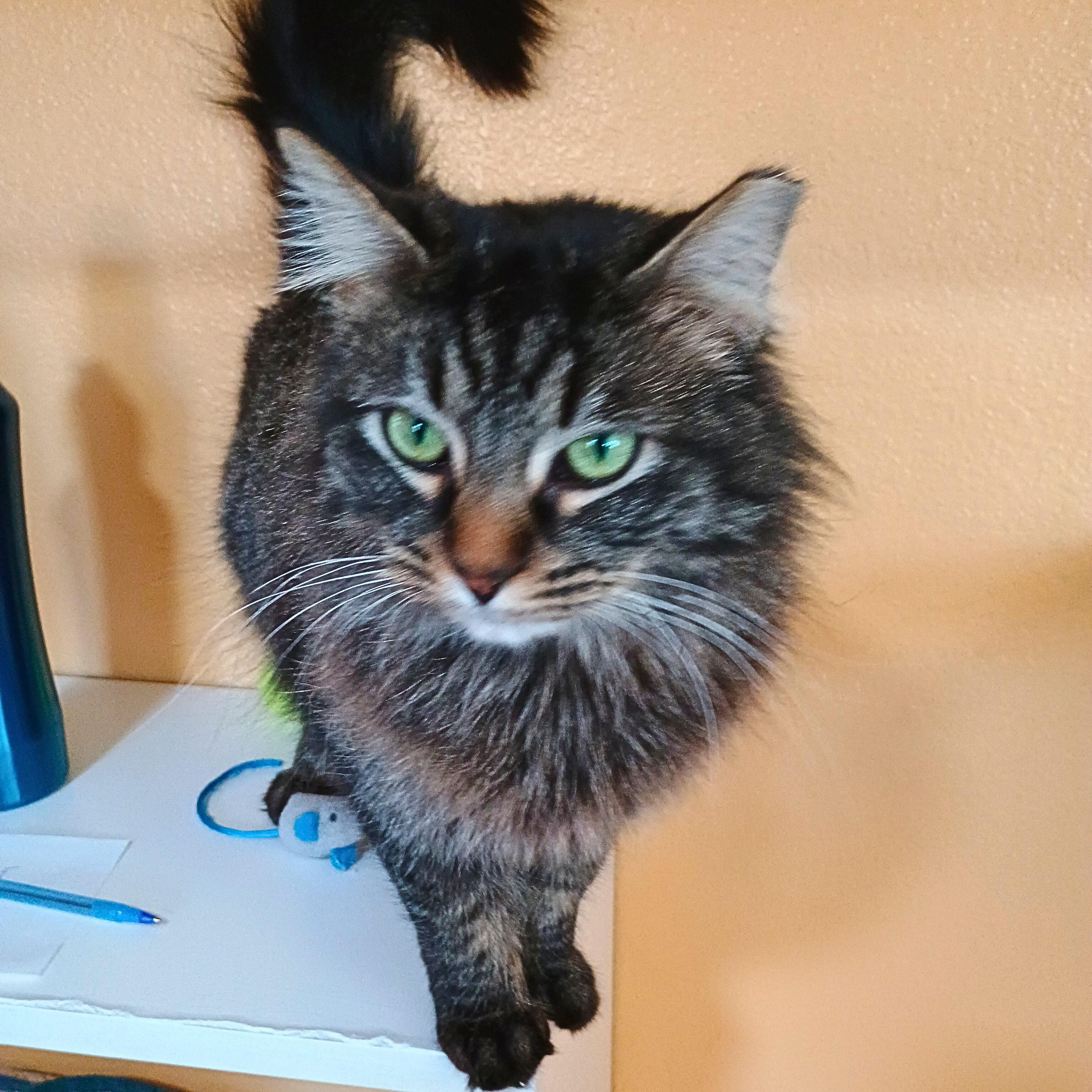 Enlarge Olive, a Adoptable Domestic Medium Hair in Ridgway, CO image 4/6