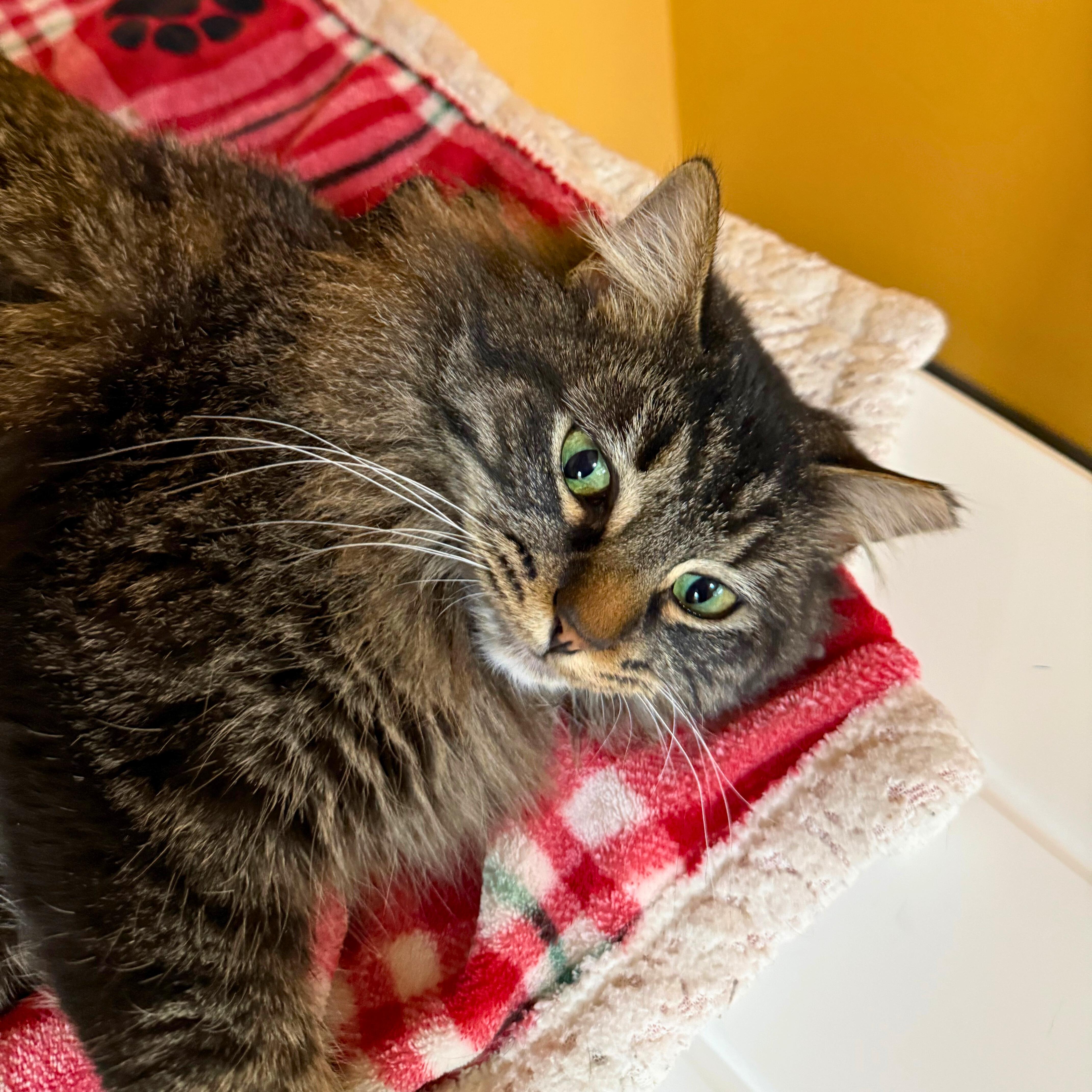 Enlarge Olive, a Adoptable Domestic Medium Hair in Ridgway, CO image 6/6