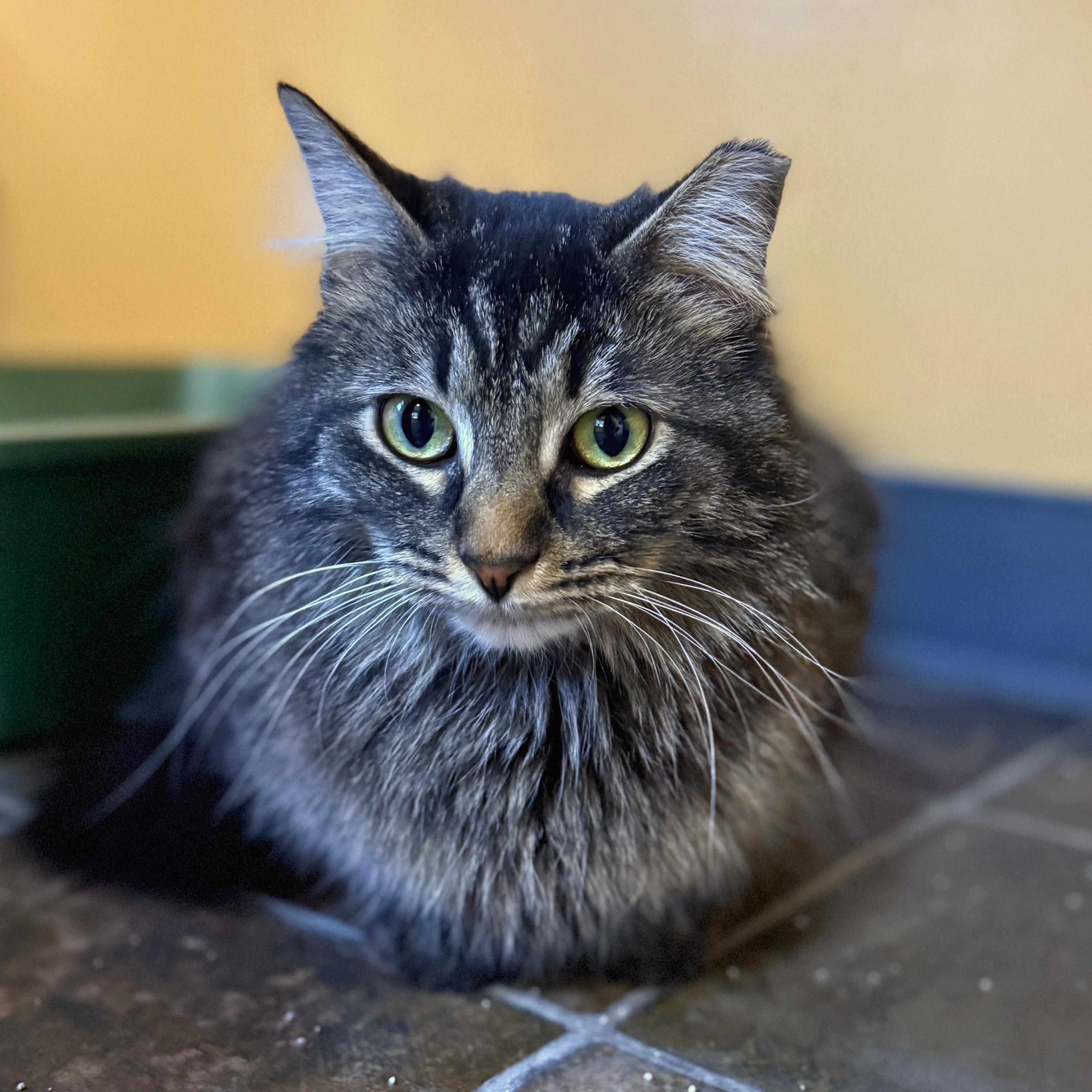 Enlarge Olive, a Adoptable Domestic Medium Hair in Ridgway, CO image 1/6
