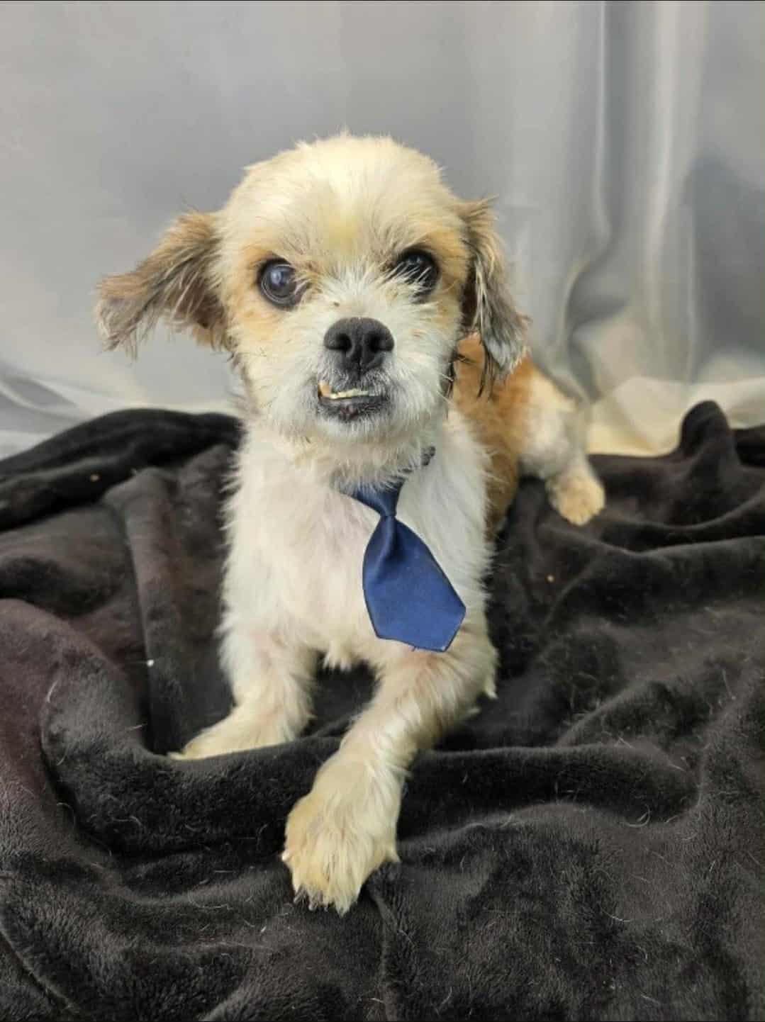 Willie James, Adoptable, Adult Male Shih Tzu & Maltese.