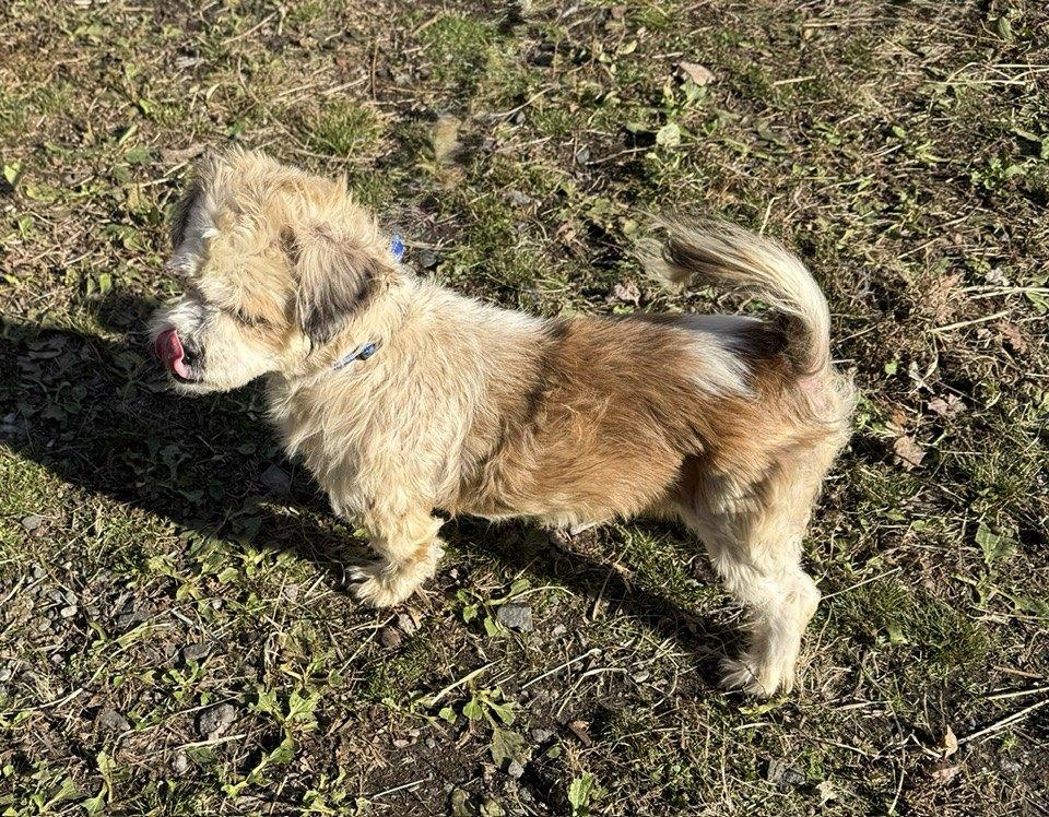 Willie James, a Adoptable mixed breed in Wanaque, NJ image 2/5