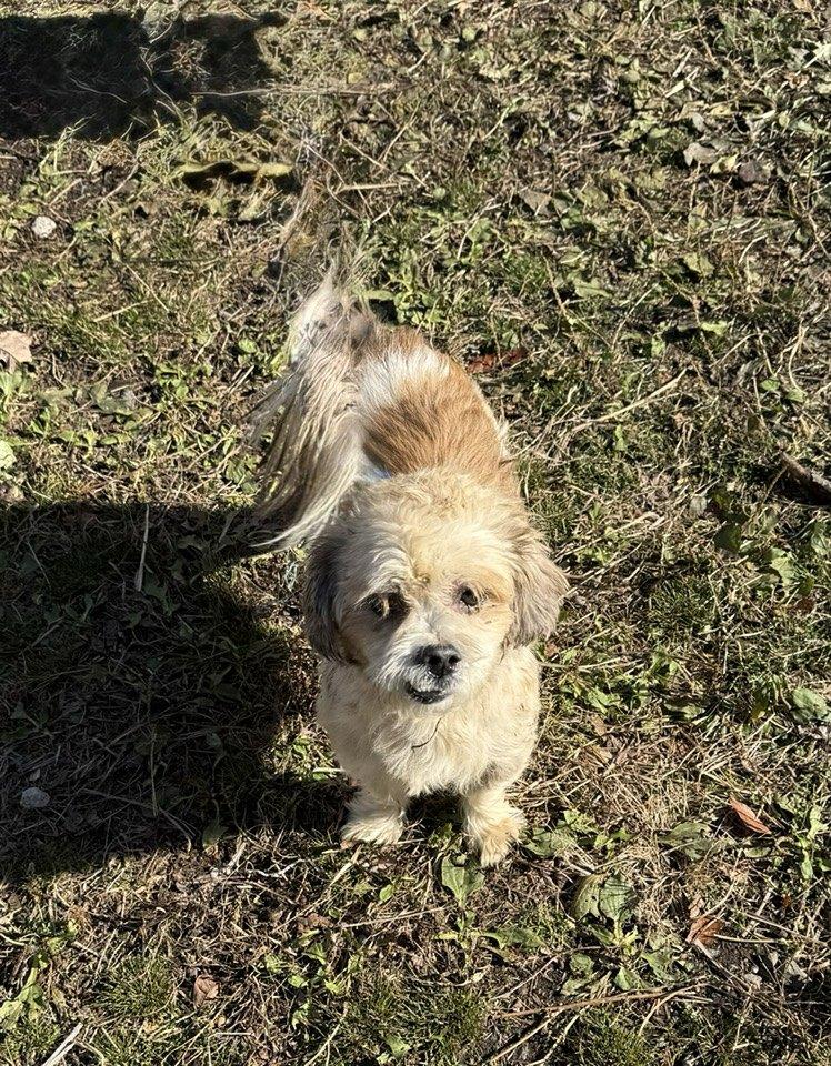 Willie James, a Adoptable mixed breed in Wanaque, NJ image 3/5
