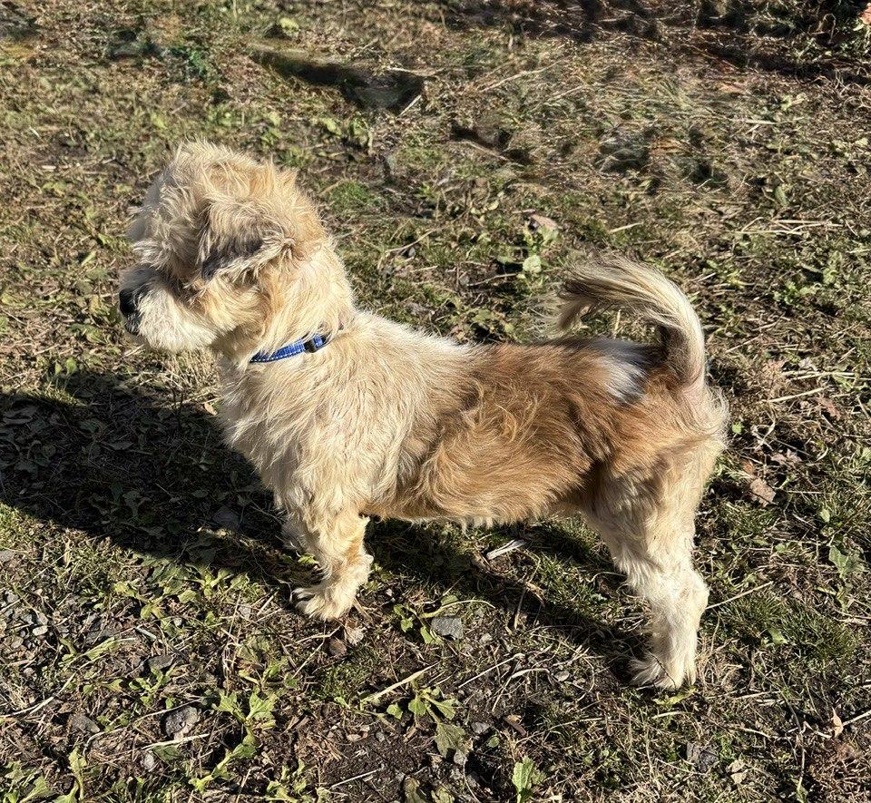 Willie James, a Adoptable mixed breed in Wanaque, NJ image 4/5