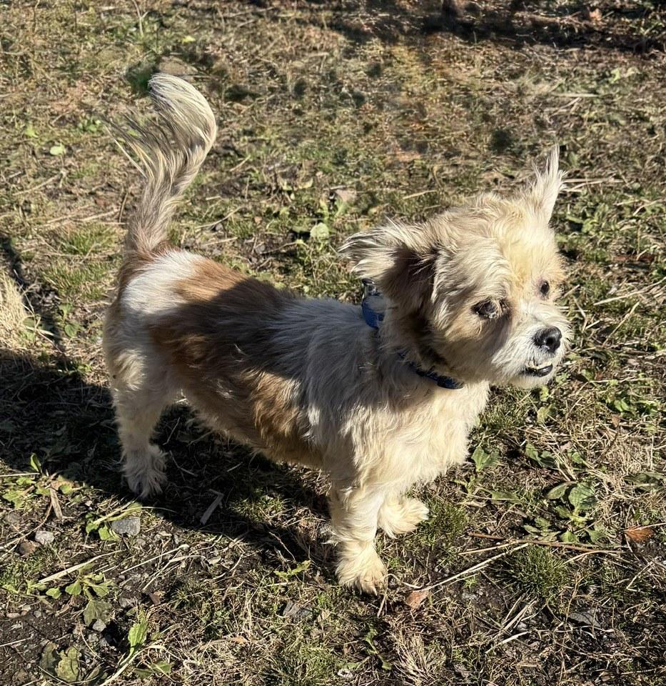 Willie James, a Adoptable mixed breed in Wanaque, NJ image 5/5