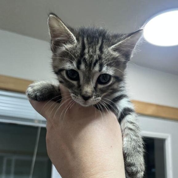 Fry, Adoptable, Kitten Female Domestic Short Hair.
