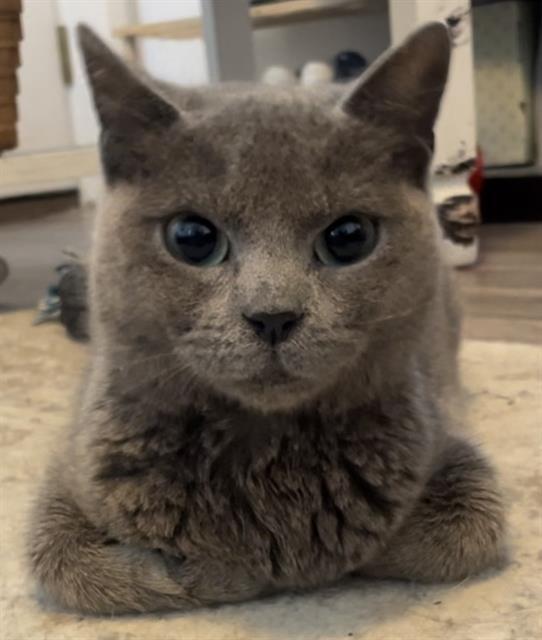 Enlarge CHICKEN, a Adoptable Domestic Short Hair in San Antonio, TX image 1/1