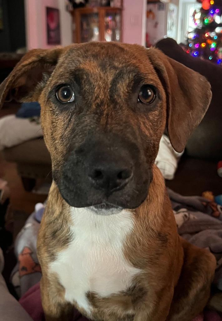 Roger, Adoptable, Puppy Male Shepherd & Terrier.