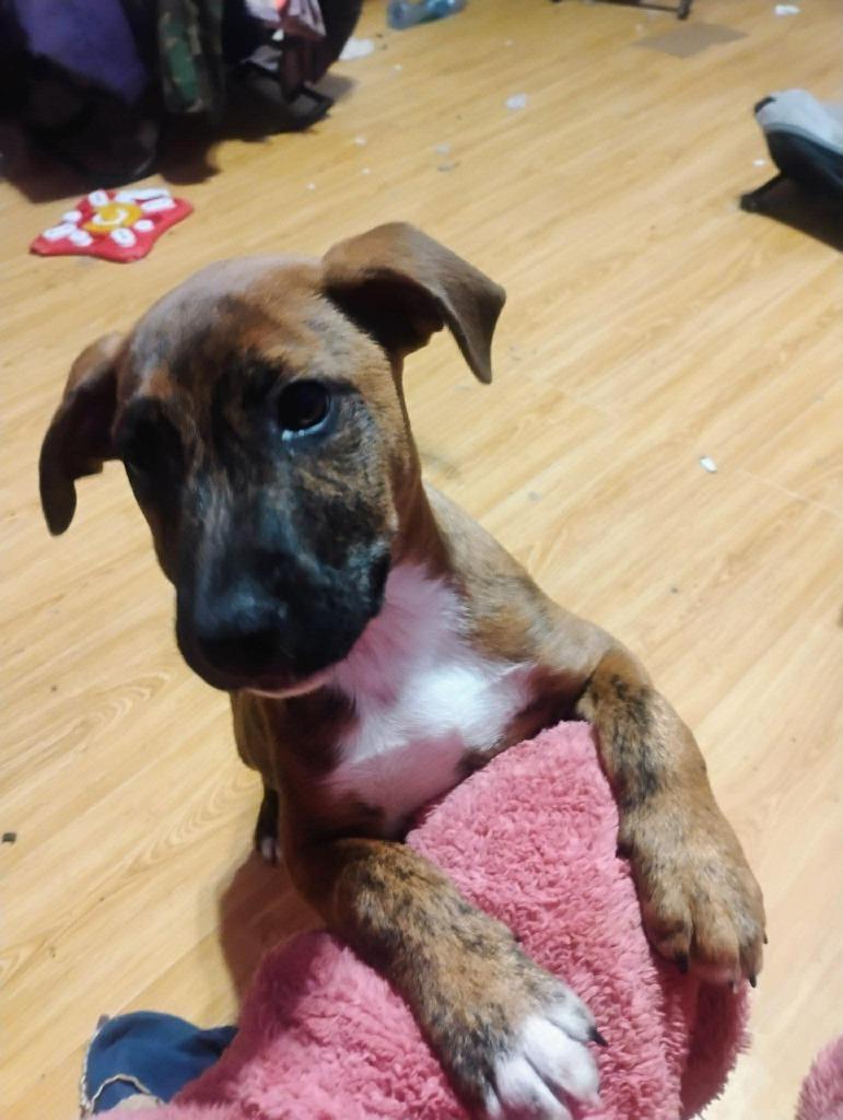 Enlarge Roger, a Adoptable mixed breed in Johnston, IA image 2/3