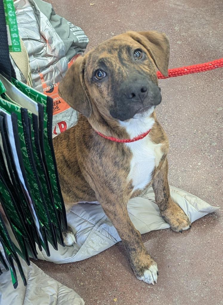 Enlarge Roger, a Adoptable mixed breed in Johnston, IA image 3/3