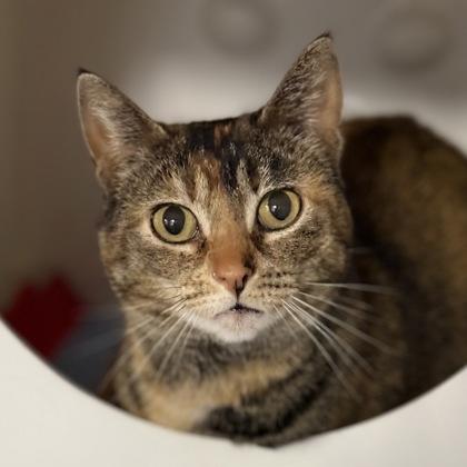 Enlarge Mittens, a Adoptable mixed breed in Gwinn, MI image 1/1