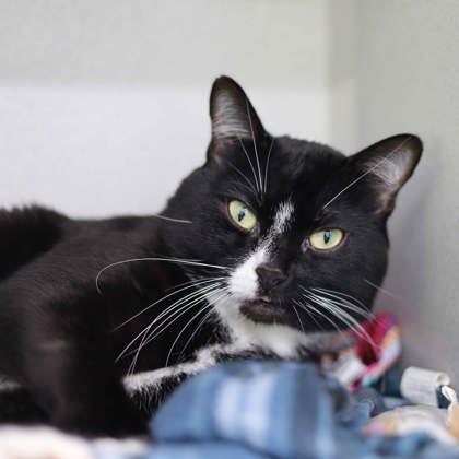 Soxx, Adoptable, Adult Male Domestic Short Hair.
