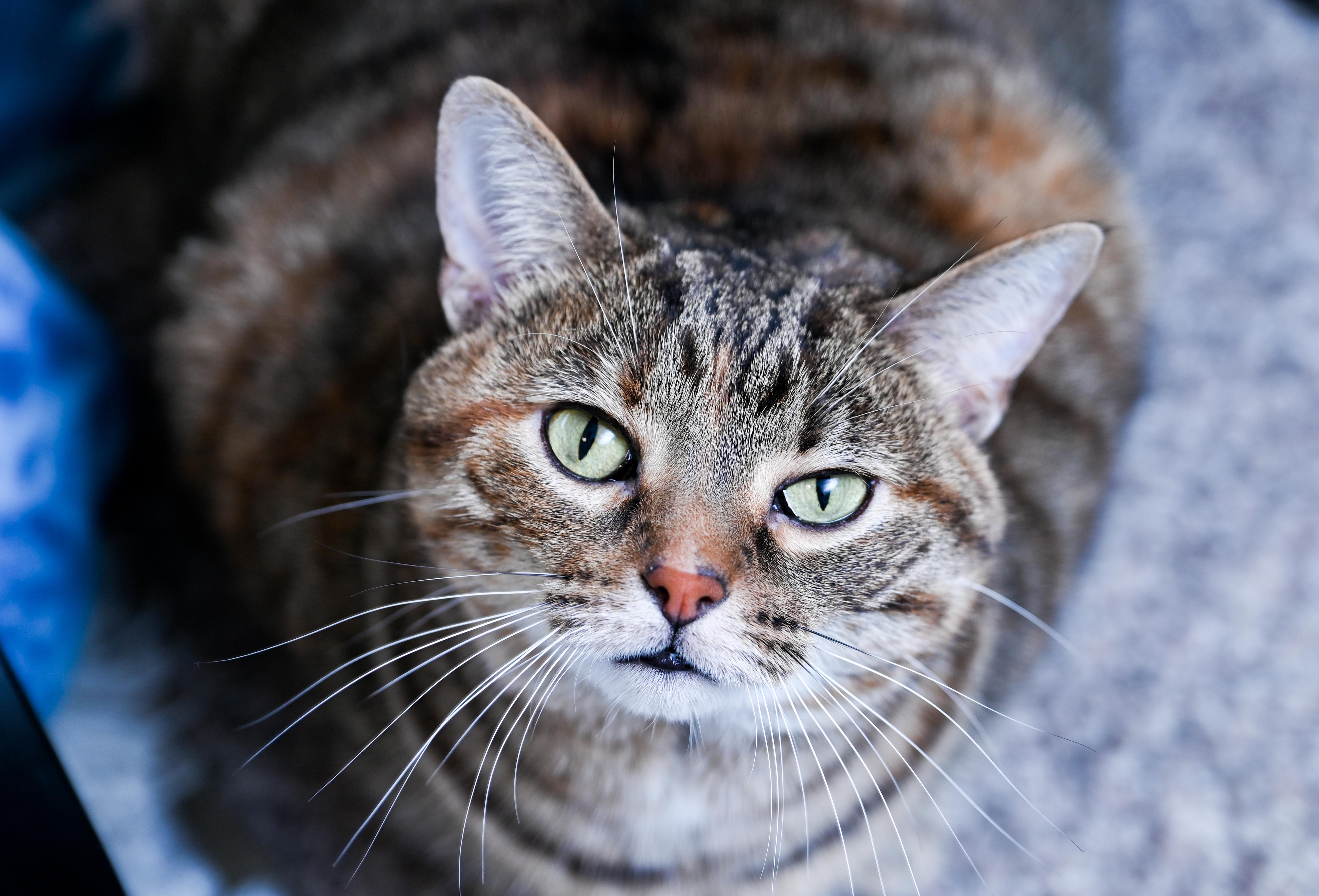 Mrs. Peacock, adoptable, Adult Female Torbie & Tabby.
