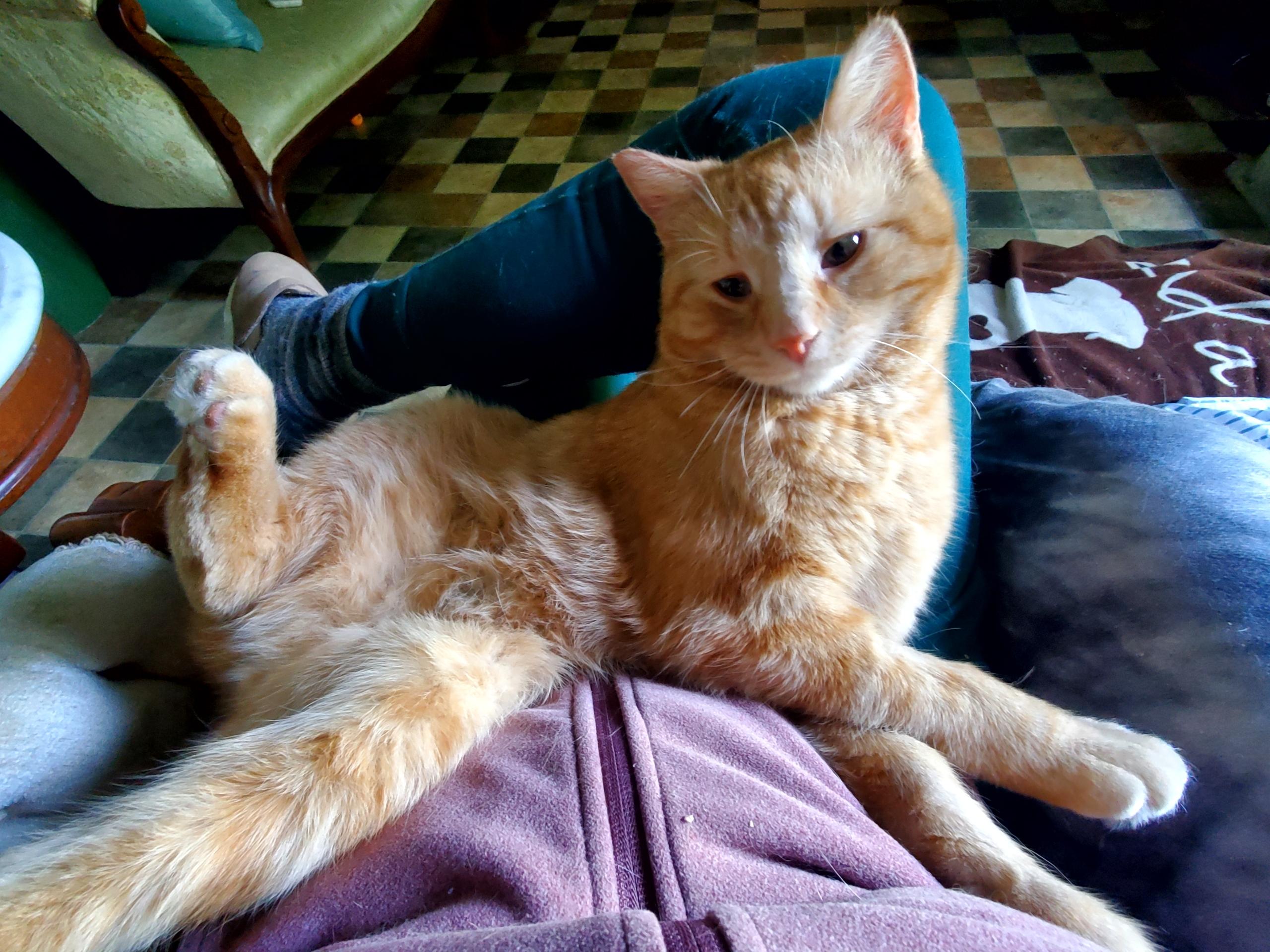 Rikki, an adoptable American Shorthair in Gladwin, MI, 48624 | Photo Image 2