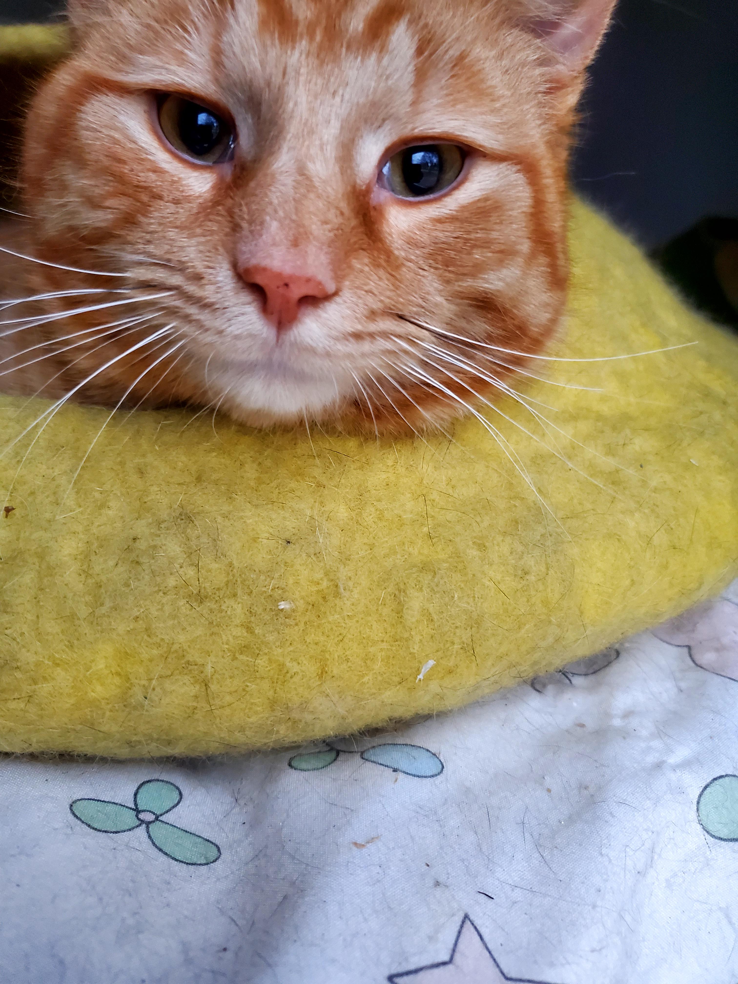 Rikki, an adoptable American Shorthair in Gladwin, MI, 48624 | Photo Image 4
