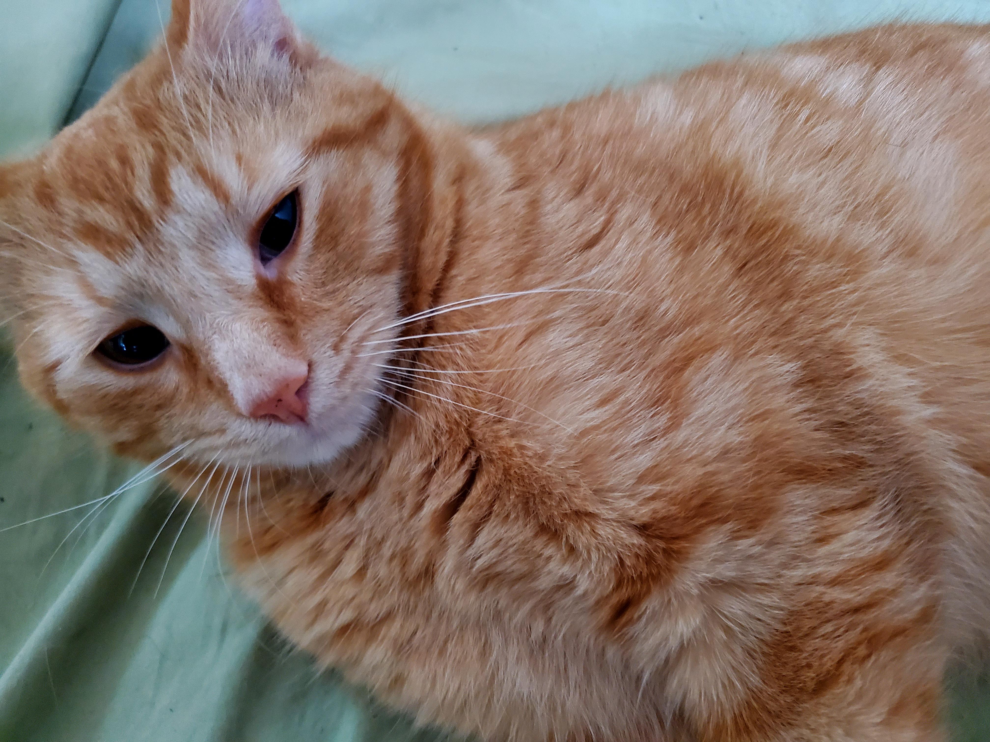 Rikki, an adoptable American Shorthair in Gladwin, MI, 48624 | Photo Image 5