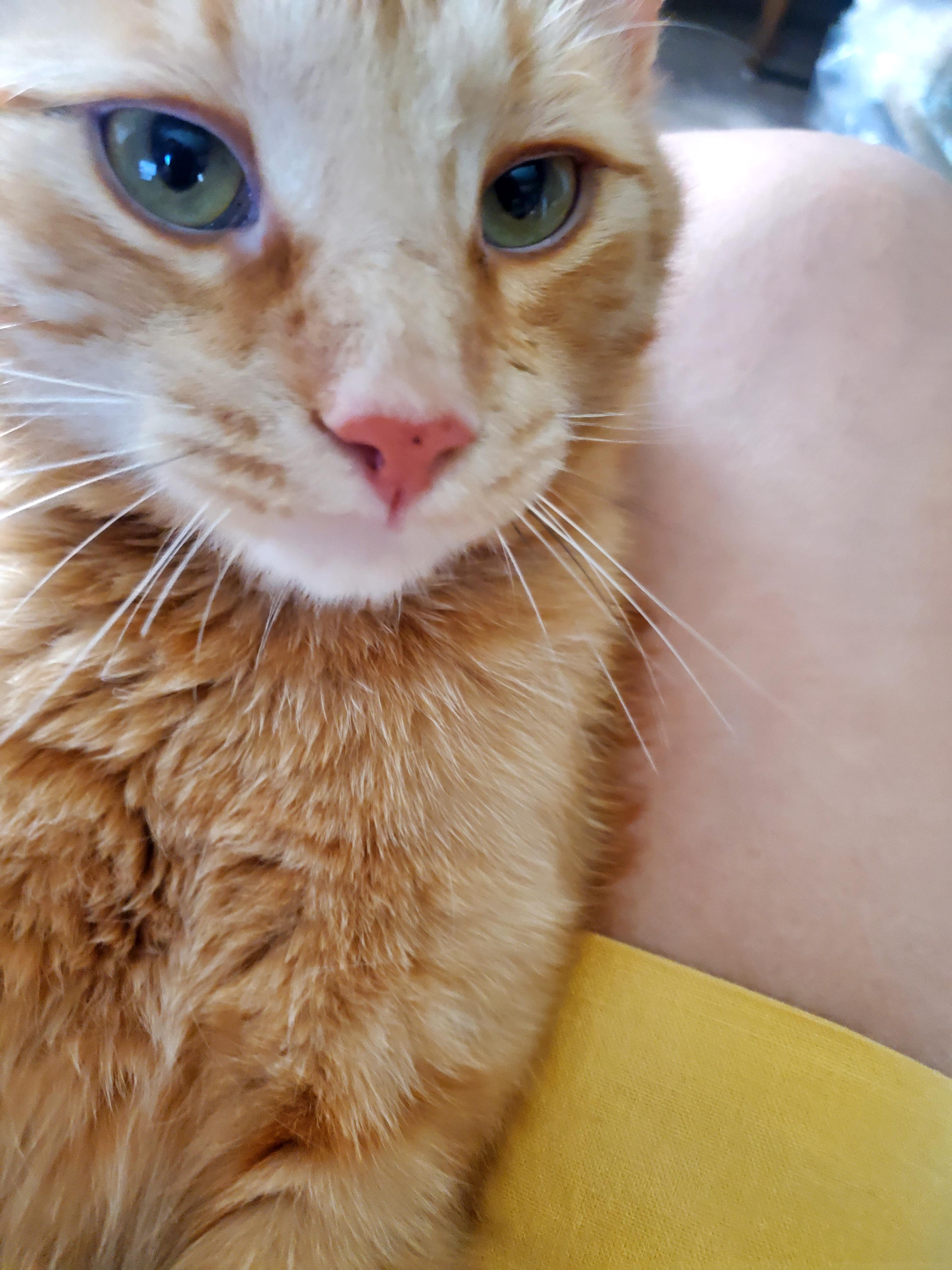 Rikki, an adoptable American Shorthair in Gladwin, MI, 48624 | Photo Image 1