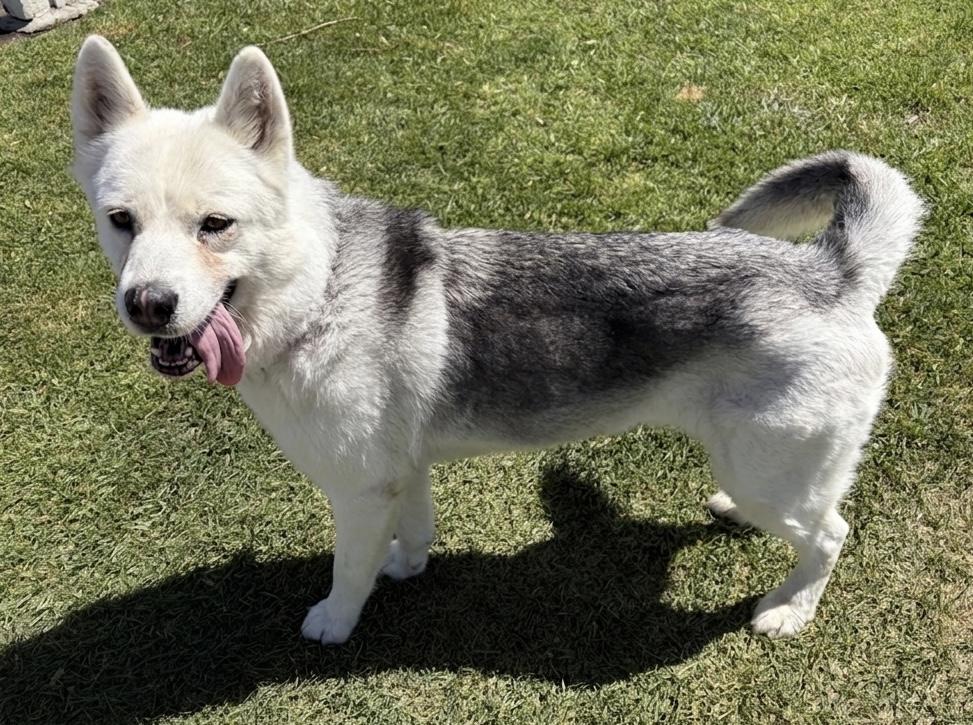 Enlarge LOLA, an adopted Siberian Husky in San Clemente, CA image 3/4