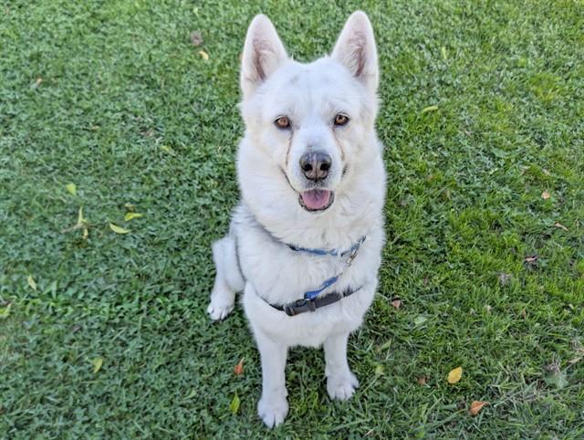 Enlarge LOLA, an adopted Siberian Husky in San Clemente, CA image 1/4