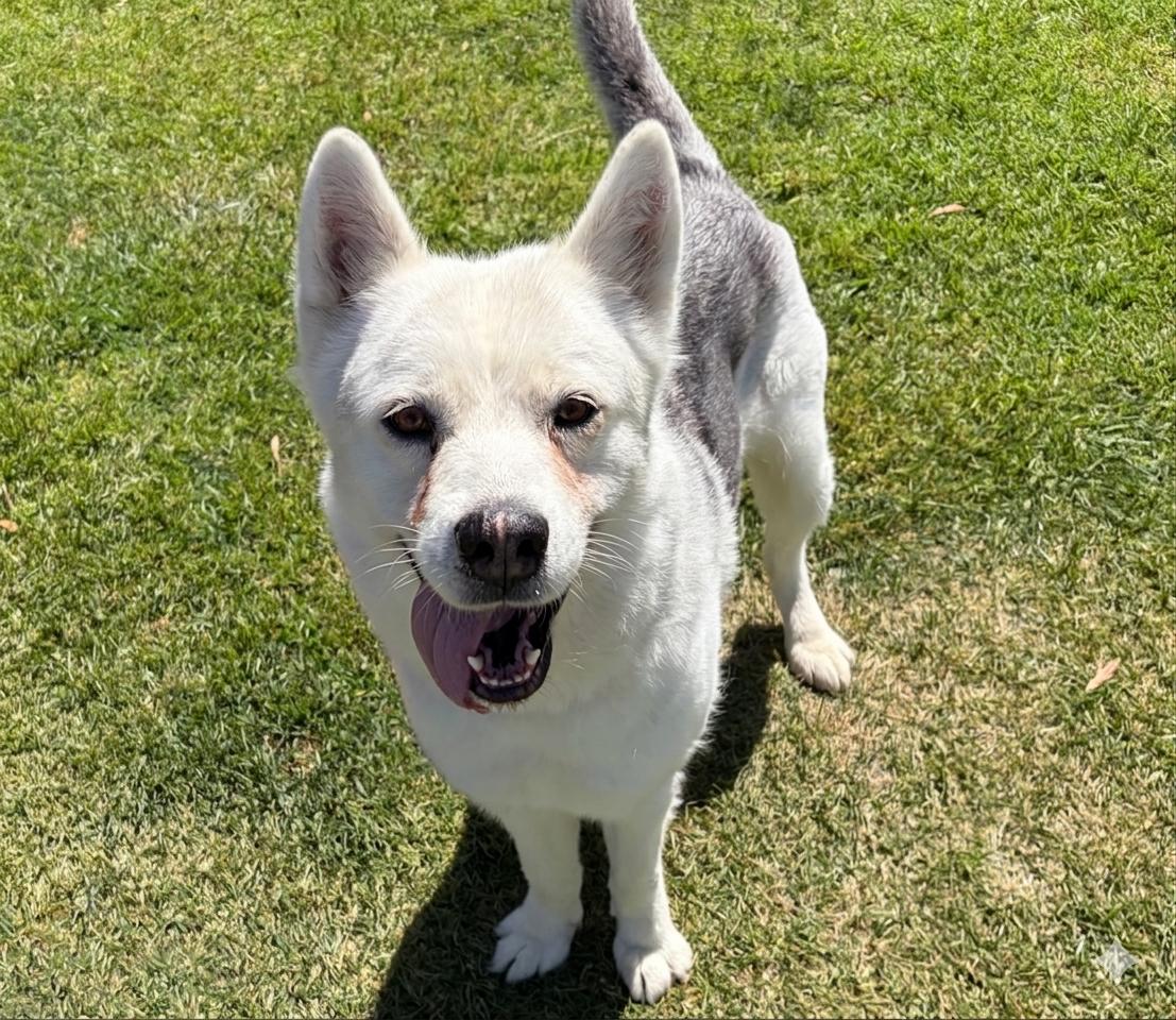 Enlarge LOLA, an adopted Siberian Husky in San Clemente, CA image 2/4