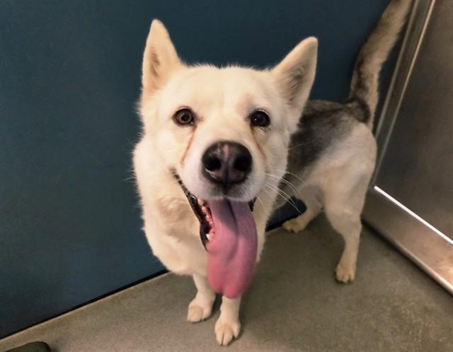 Enlarge LOLA, an adopted Siberian Husky in San Clemente, CA image 4/4