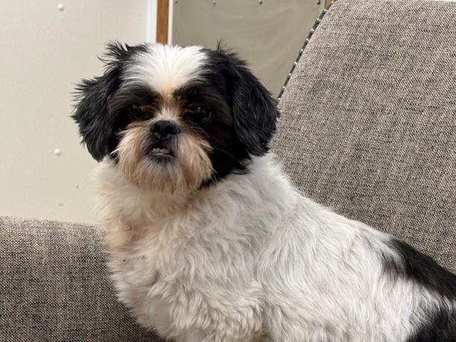 Bandit, an adopted Shih Tzu in Hawk Point, MO image 3/4