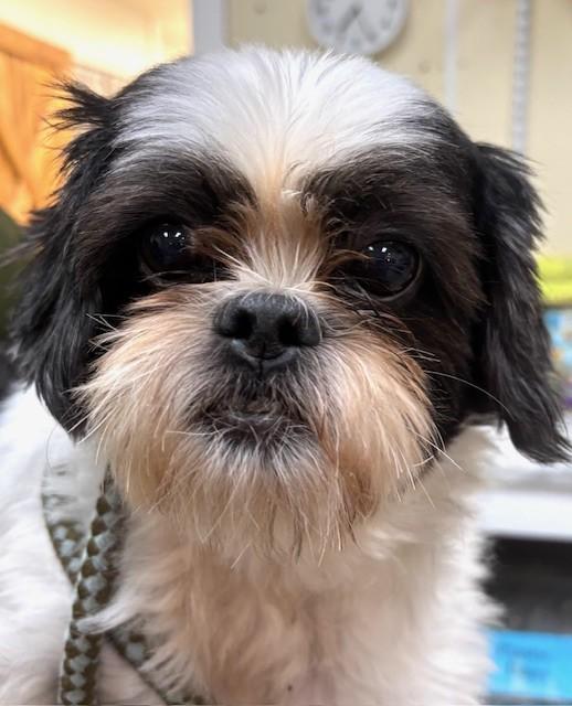Bandit, an adopted Shih Tzu in Hawk Point, MO image 2/4
