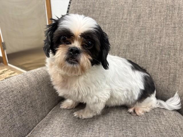 Bandit, adopted, Senior Male Shih Tzu.