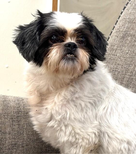 Bandit, an adopted Shih Tzu in Hawk Point, MO image 4/4