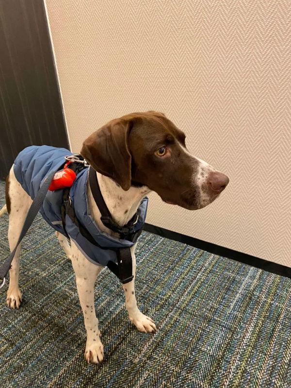 Enlarge Marvel, a Adopted Pointer in San Diego, CA image 1/3