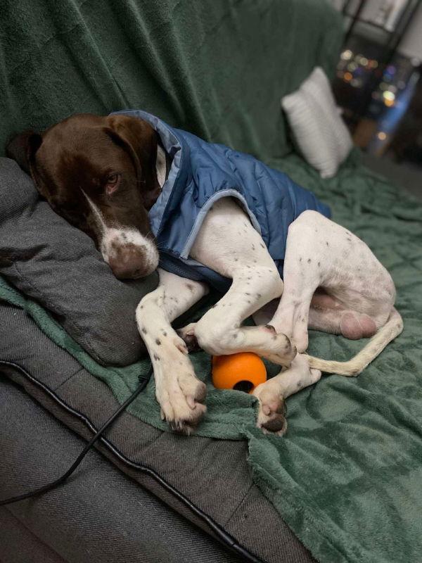 Enlarge Marvel, a Adopted Pointer in San Diego, CA image 2/3