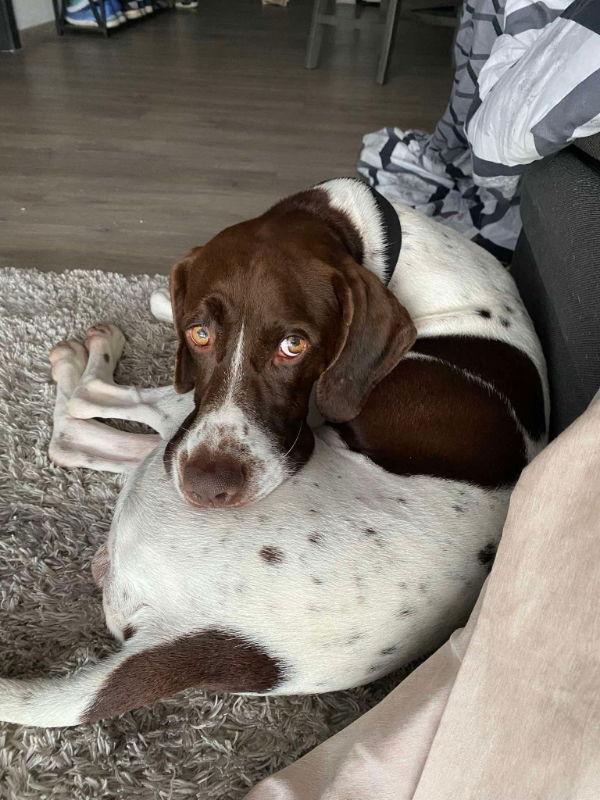 Enlarge Marvel, a Adopted Pointer in San Diego, CA image 3/3