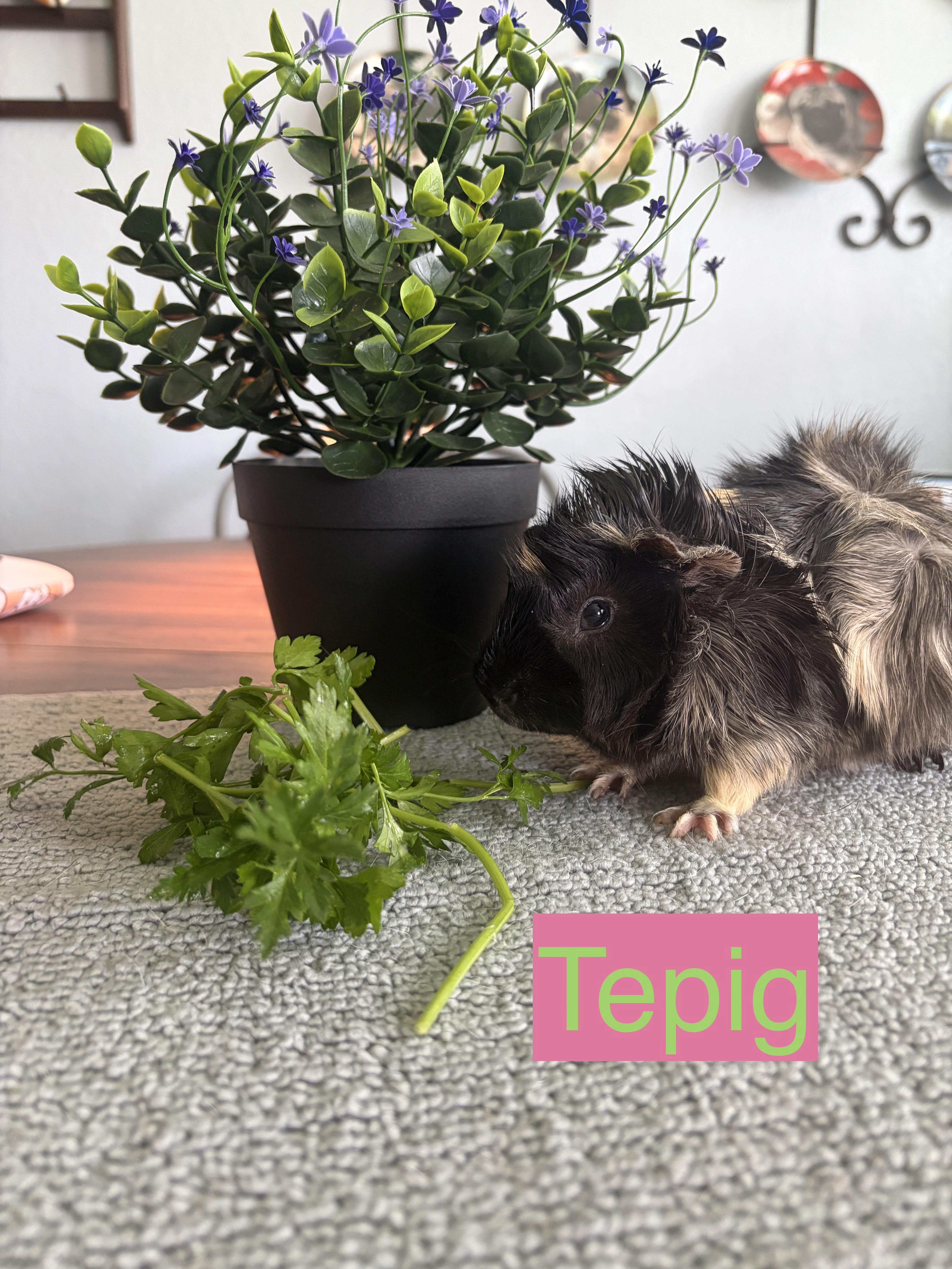 Tepig, ADOPTABLE, Young Male Guinea Pig.