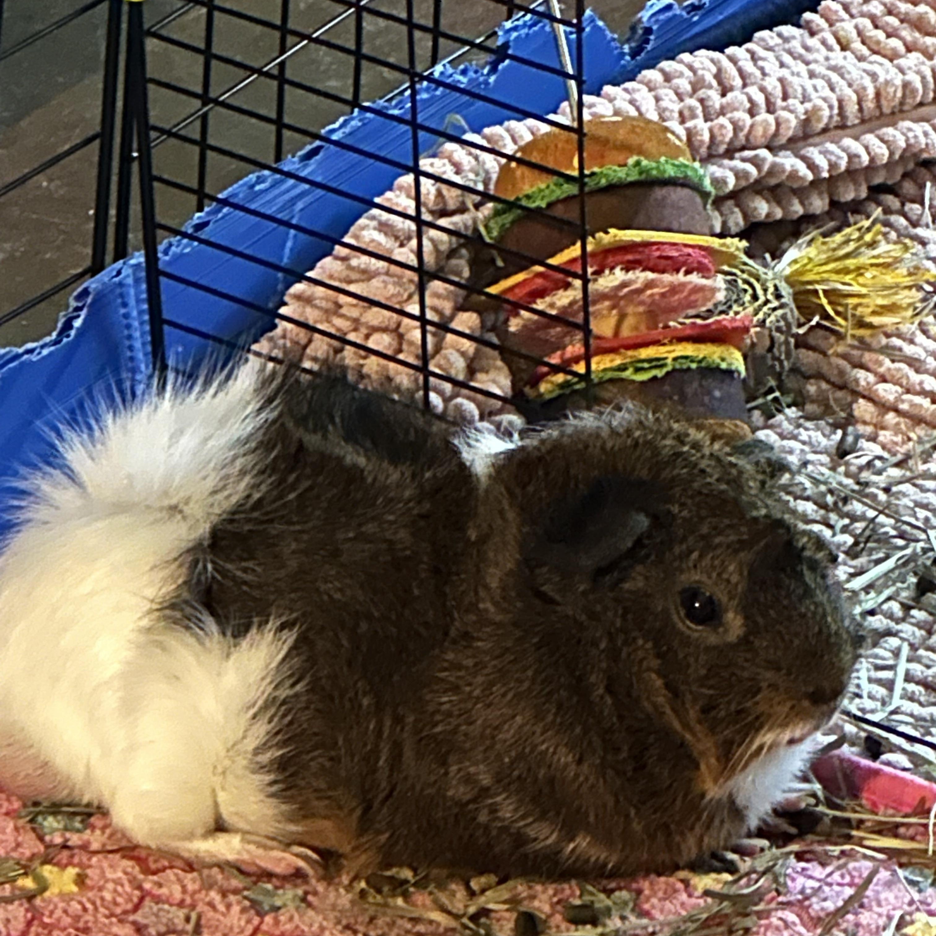 Lando & Tepig, a ADOPTABLE Guinea Pig in Austin, TX image 4/4