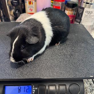 Tepig, a ADOPTABLE Guinea Pig in Austin, TX image 2/2
