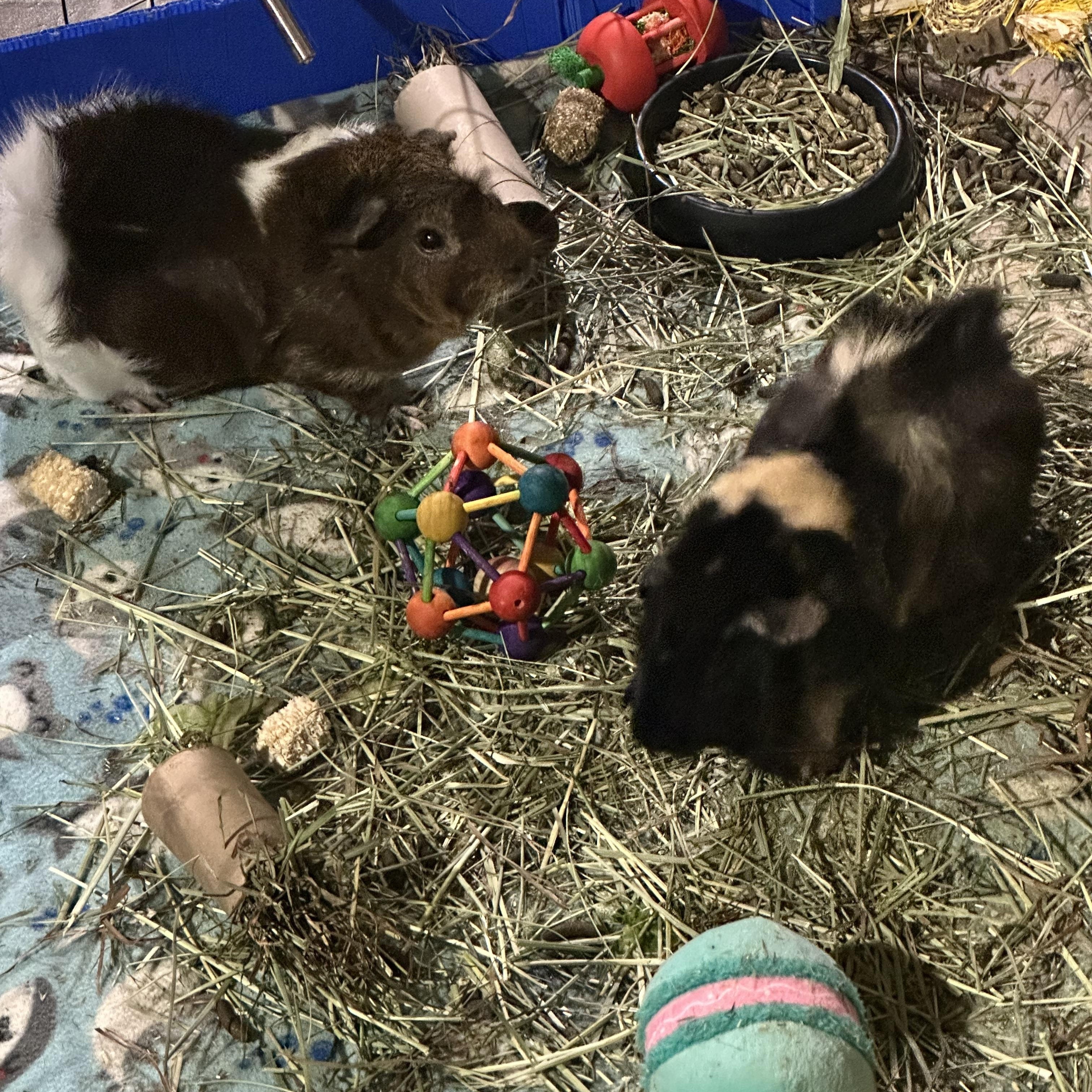 Lando & Tepig, ADOPTABLE, Young Male Guinea Pig.