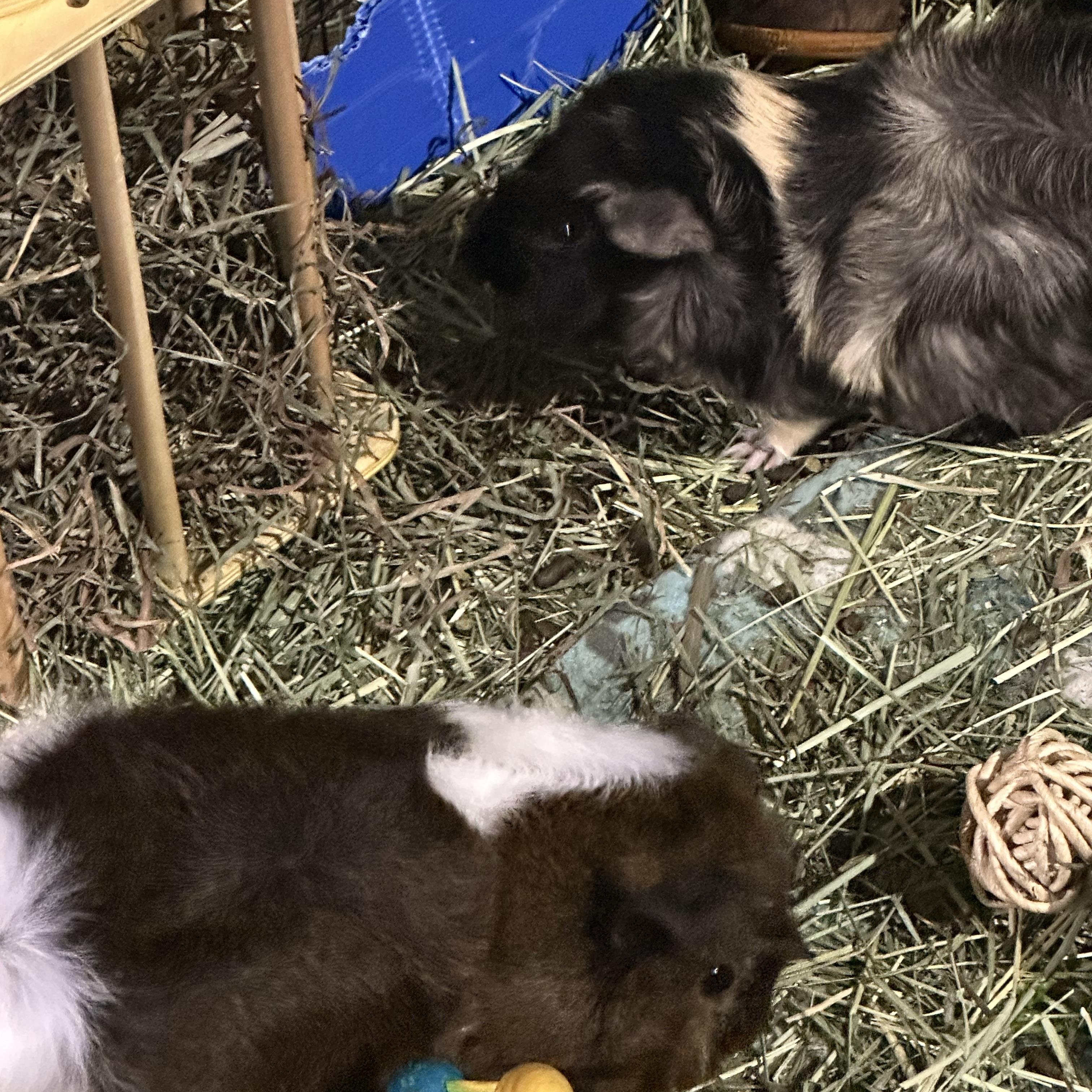 Lando & Tepig, a ADOPTABLE Guinea Pig in Austin, TX image 2/4