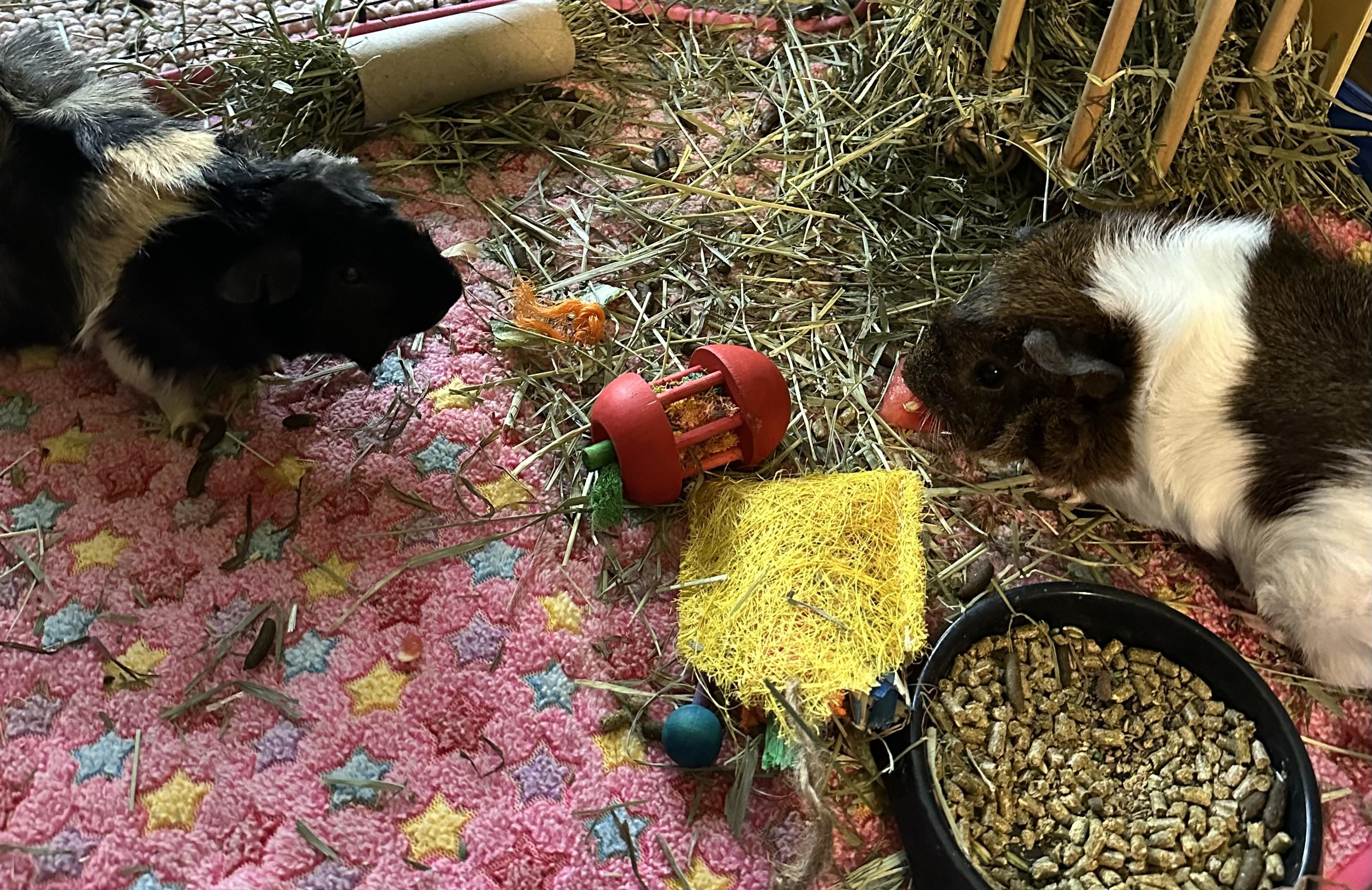 Lando & Tepig, a ADOPTABLE Guinea Pig in Austin, TX image 3/4