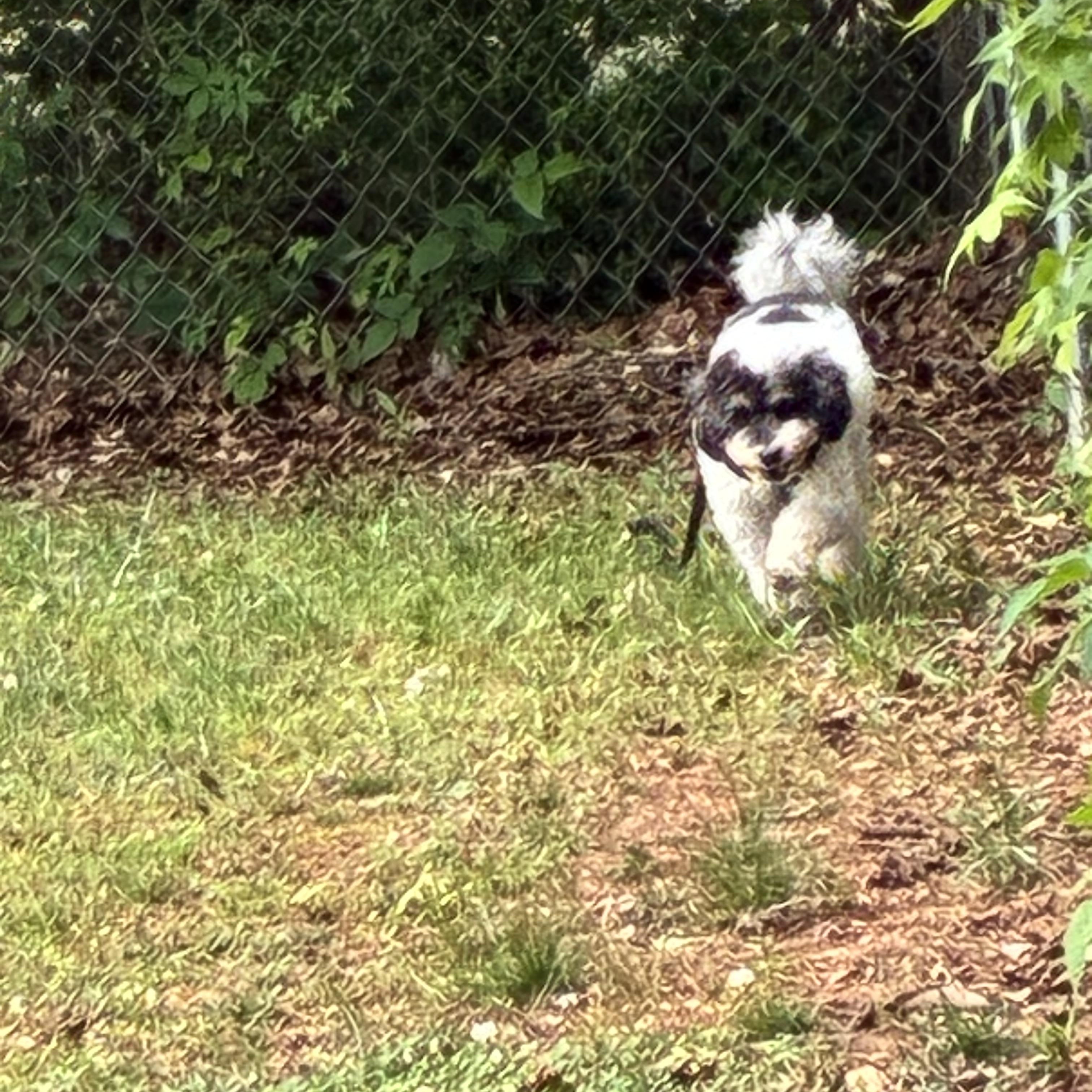 Bodhi, ADOPTABLE, Adult Male Miniature Poodle.