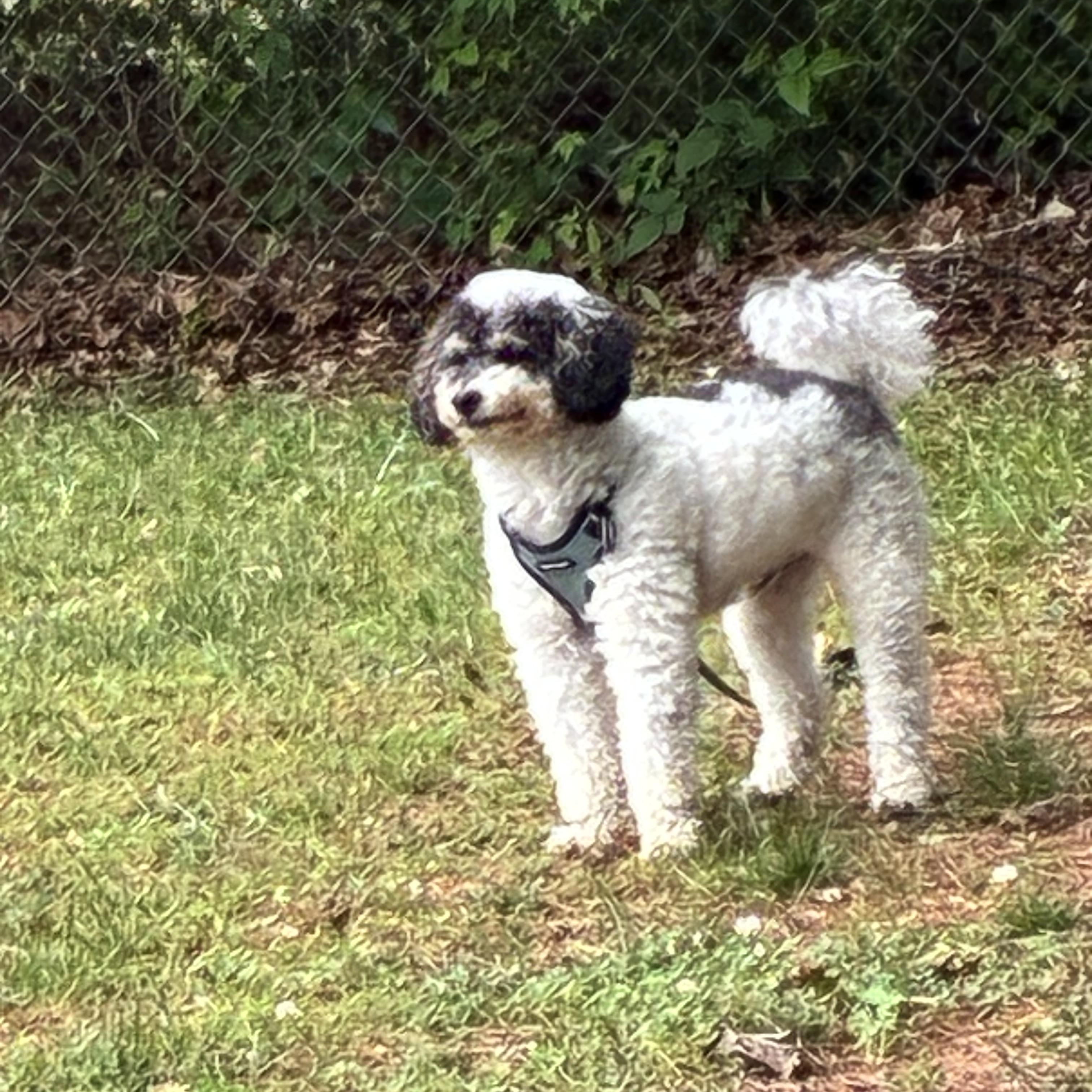 Enlarge Bodhi, a ADOPTABLE Miniature Poodle in Woodruff, SC image 4/6